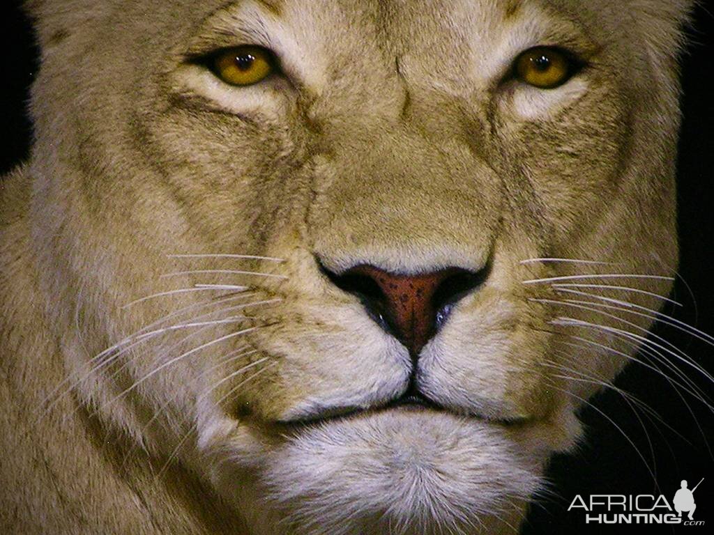 Life Size Lioness Full Mount Taxidermy