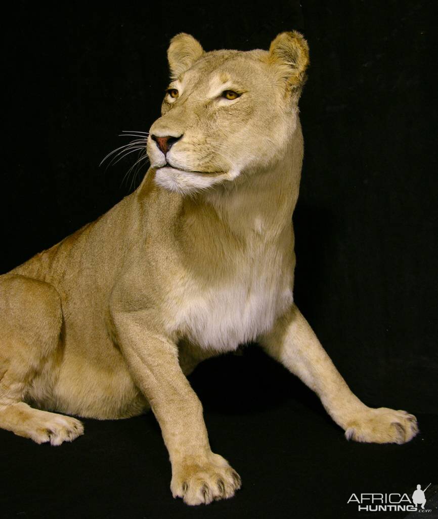 Life Size Lioness Full Mount Taxidermy