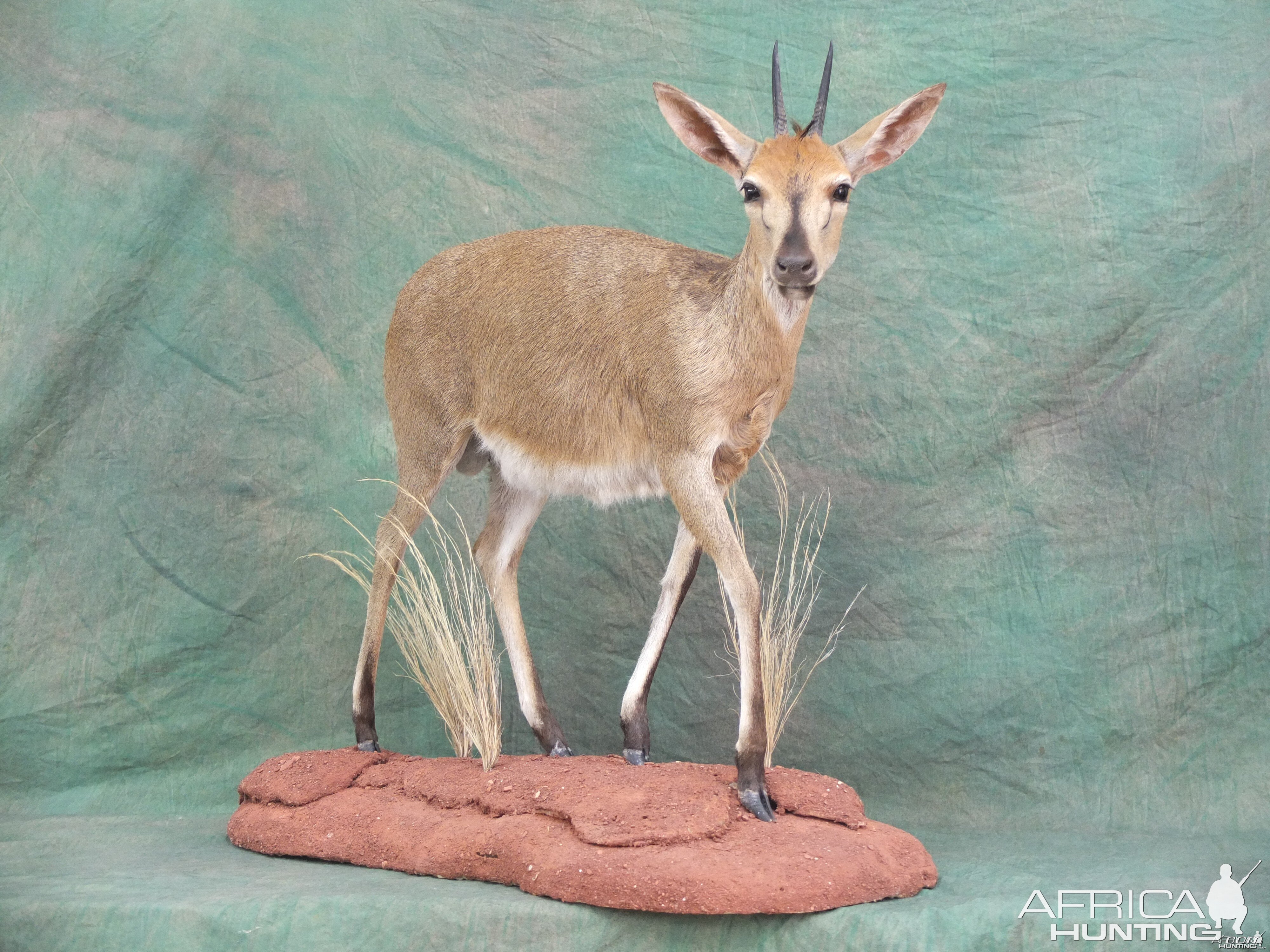 Lifesize Duiker