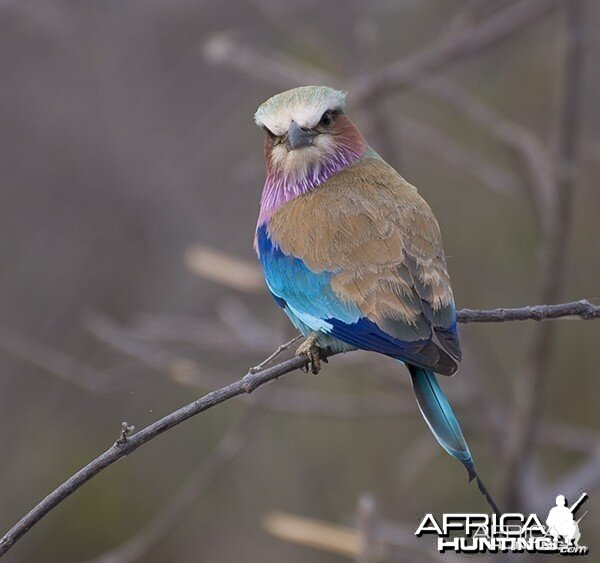 Lilac Breasted Roller Bird