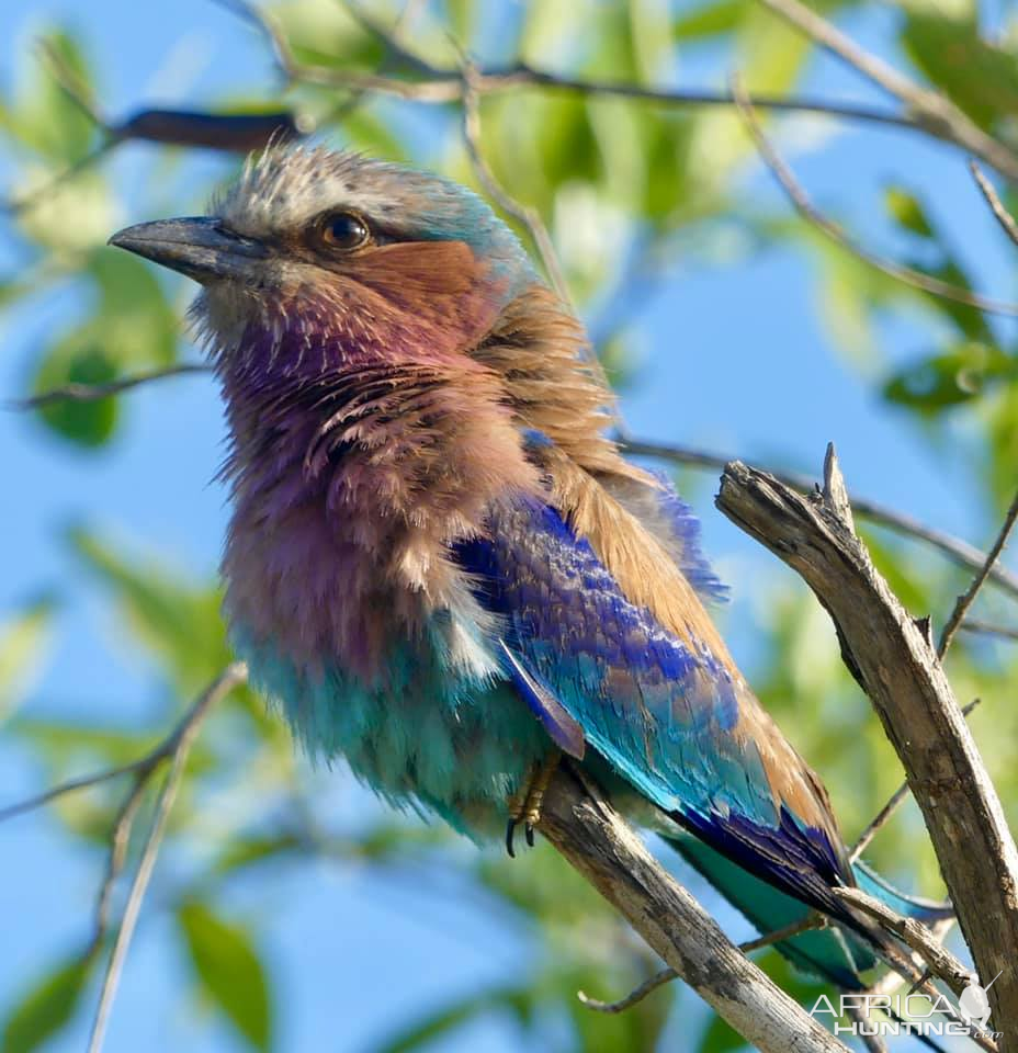 Lilac-breasted Roller in the Kruger National Park South Africa