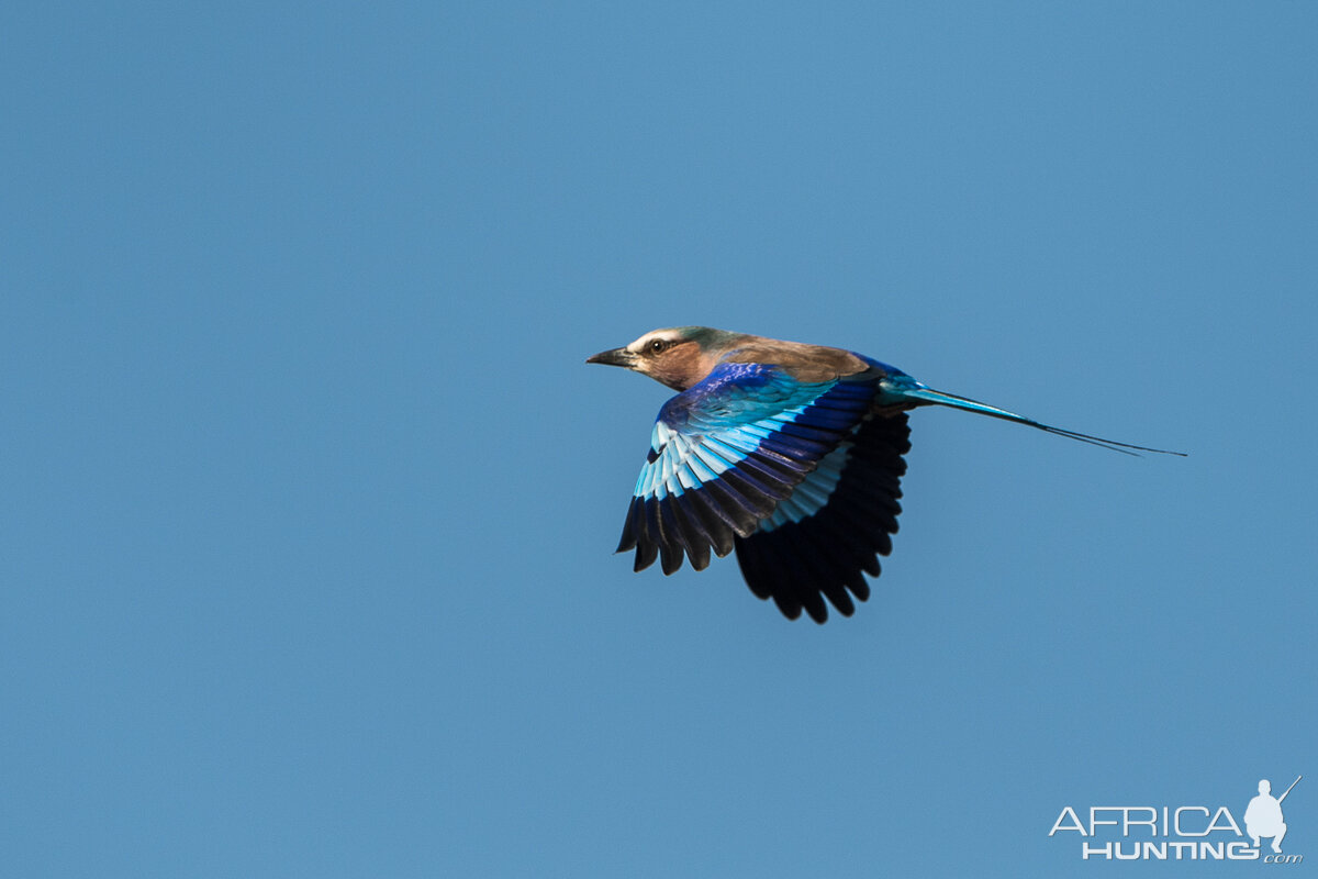 Lilac Breasted Roller South Africa