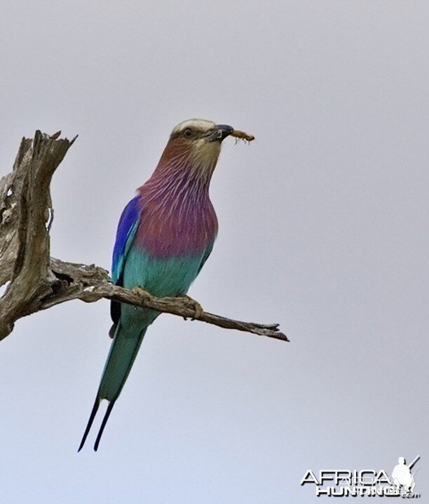 Lilac Breasted Roller South Africa