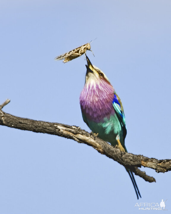 Lilac Breasted Roller South Africa