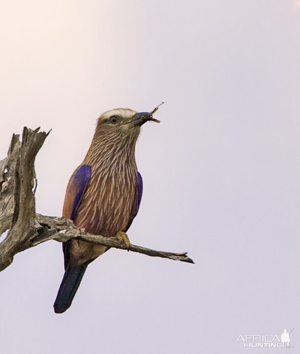 Lilac Breasted Roller South Africa