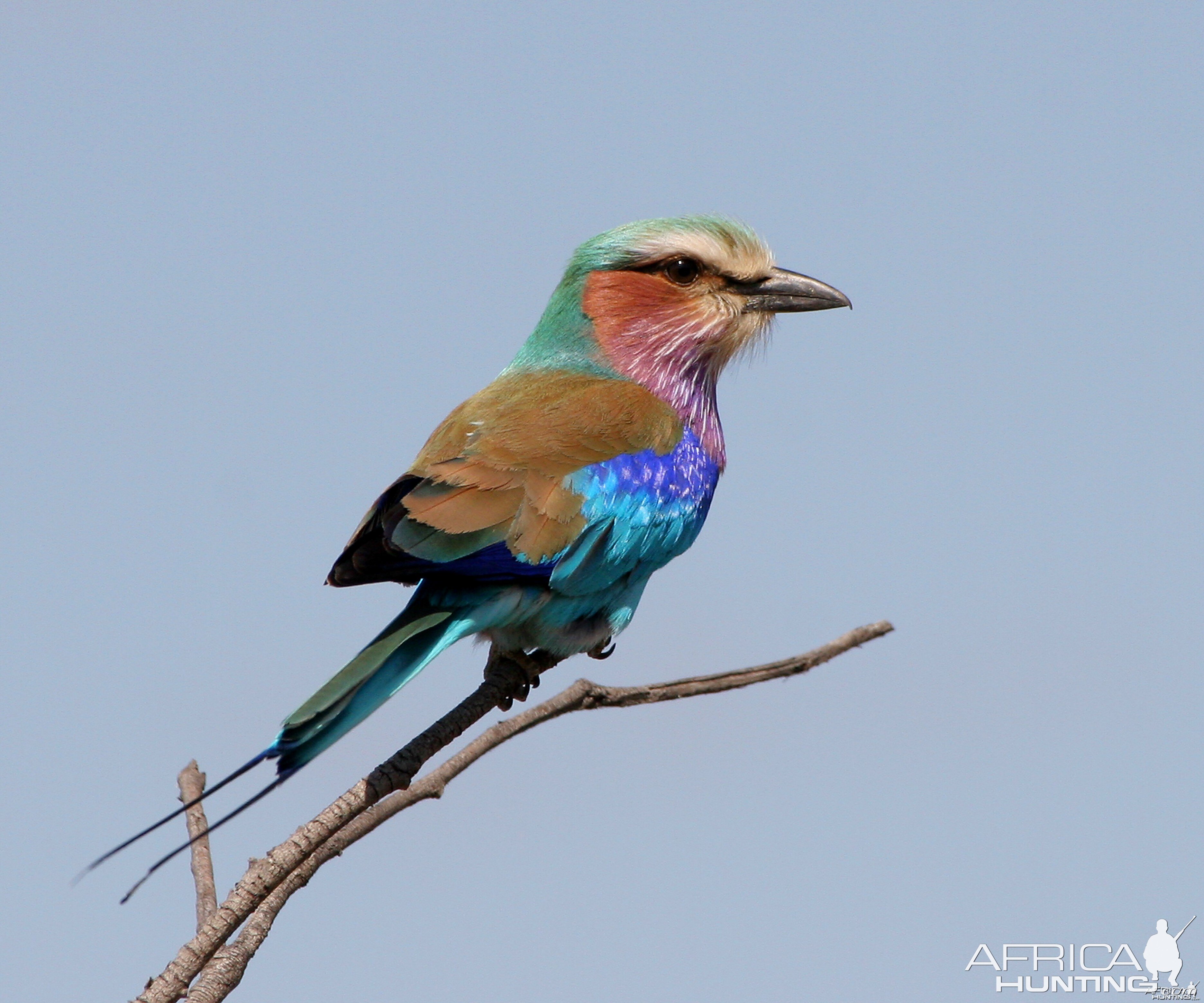 Lilac Breasted Roller South Africa