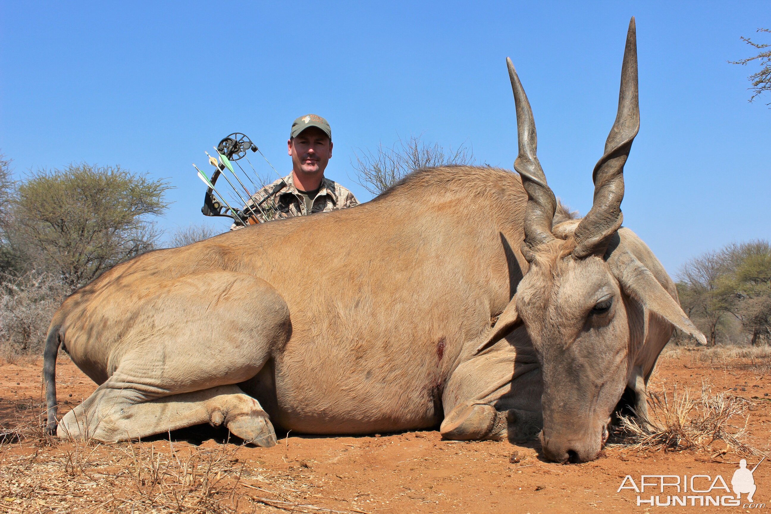 Limcroma Safaris archery eland bull