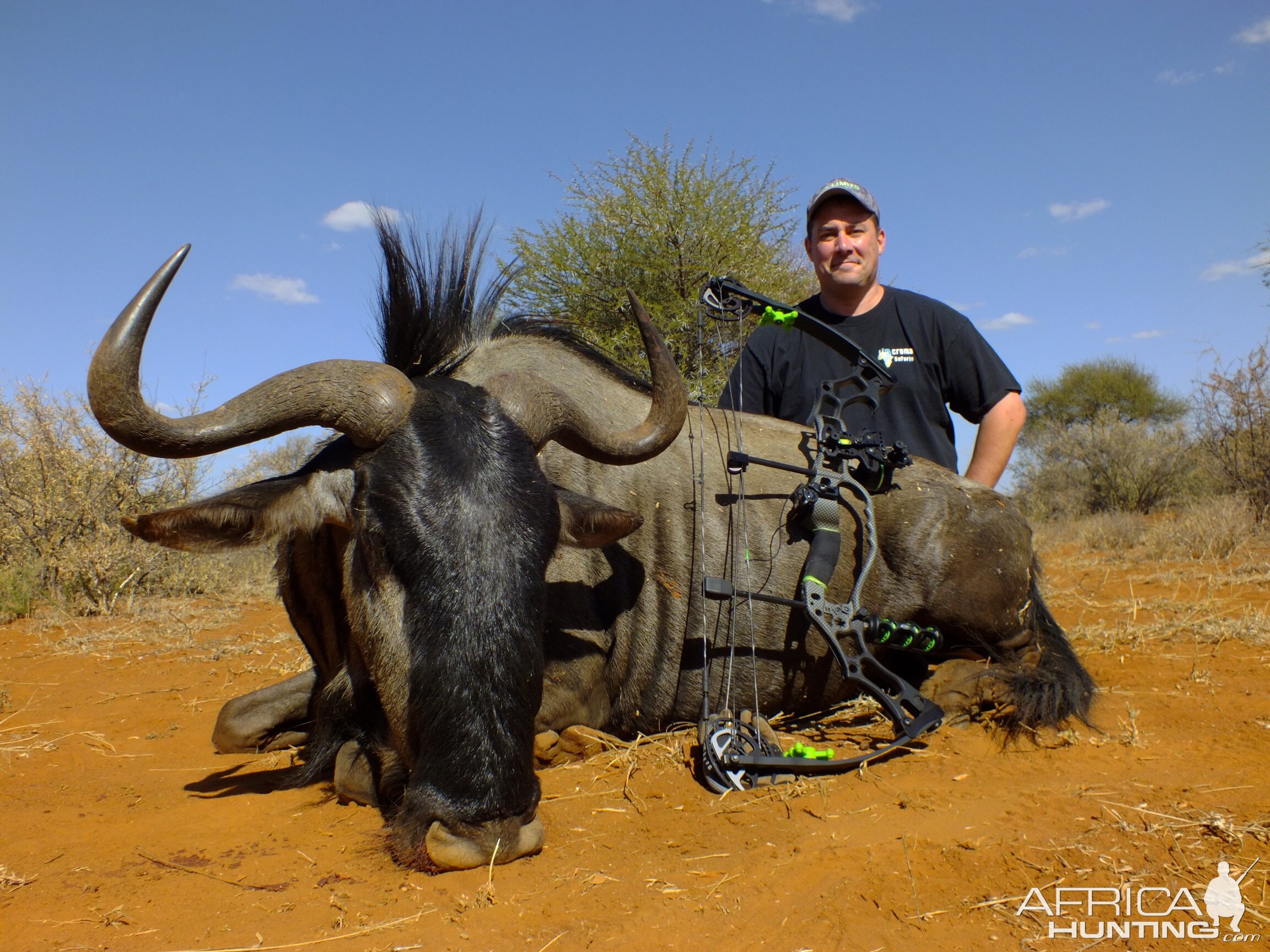 Limcroma Safaris blue wildebeest