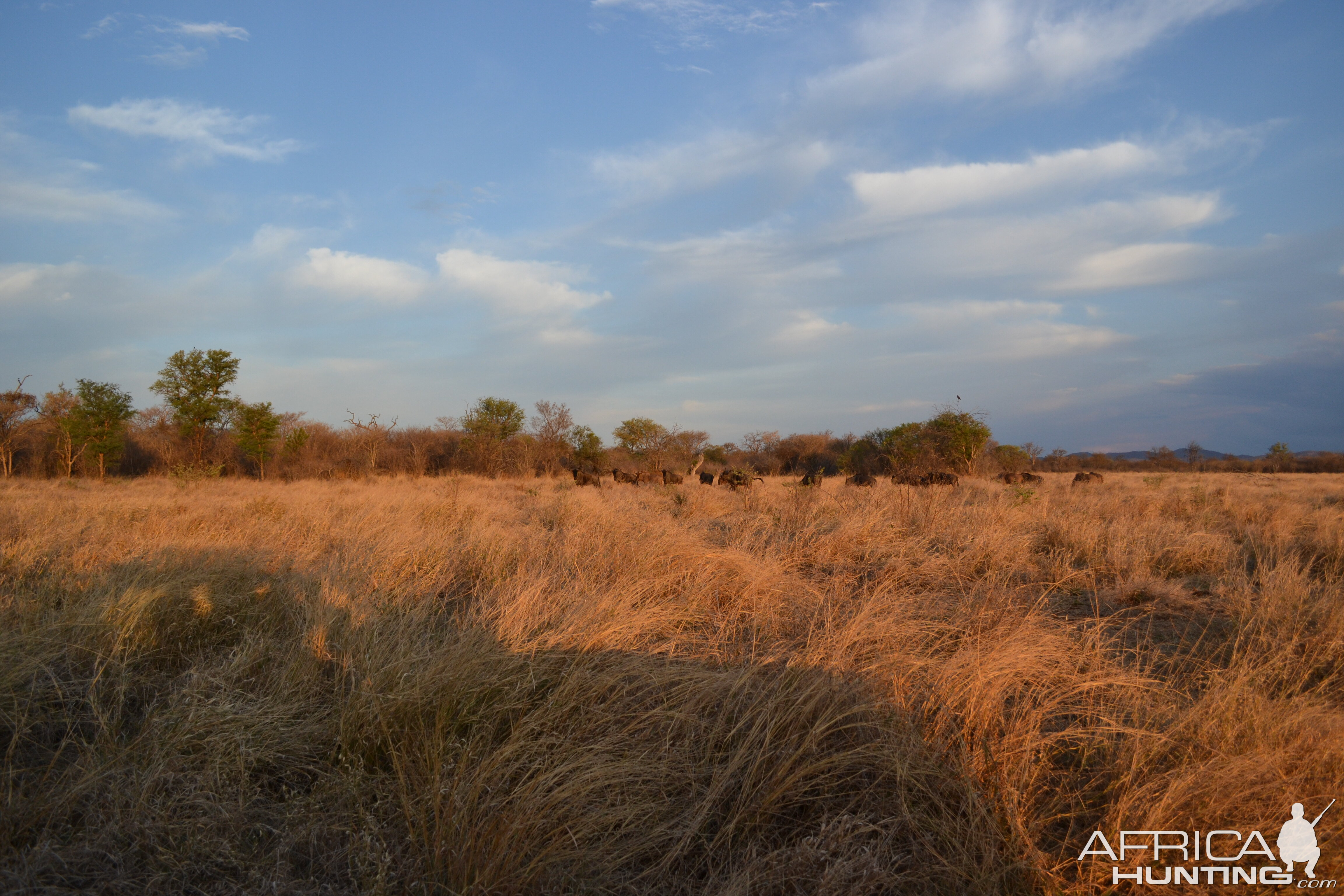 Limpopo Area South Africa