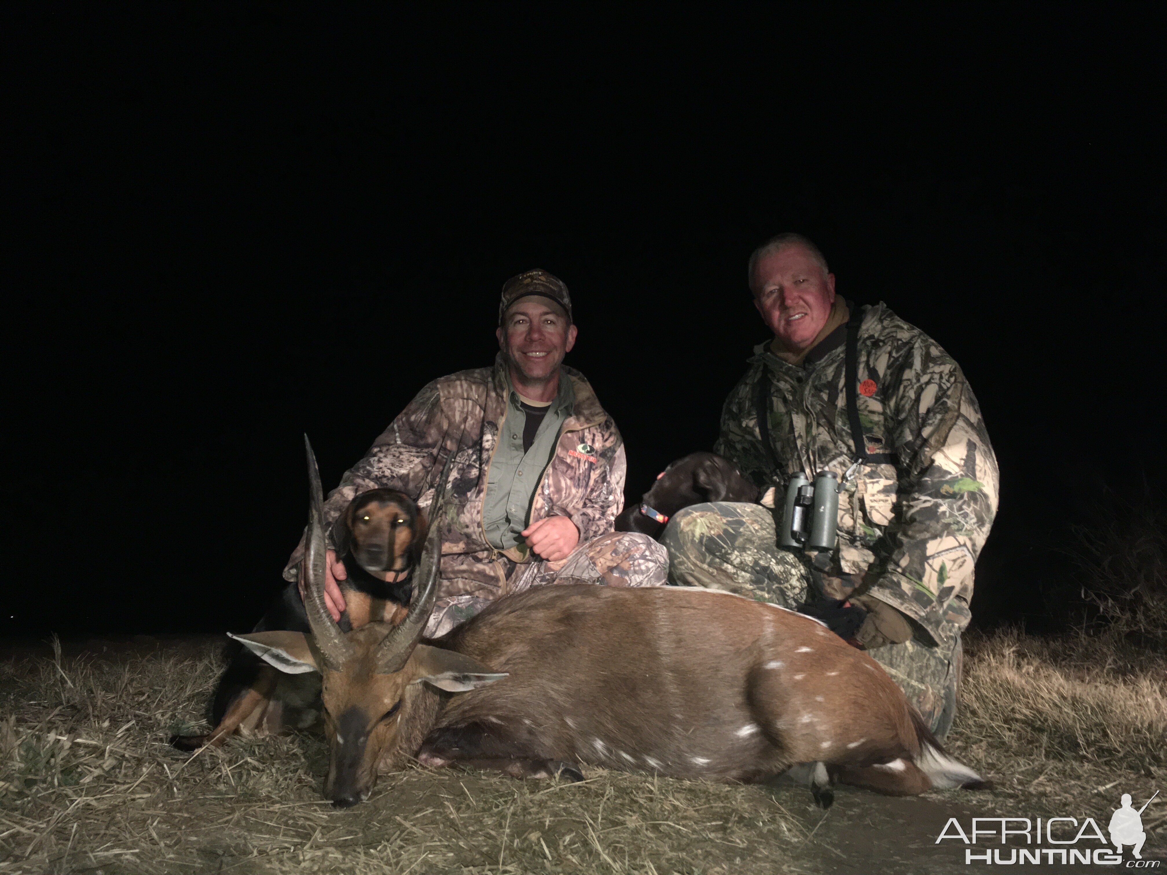 Limpopo Bushbuck 2017