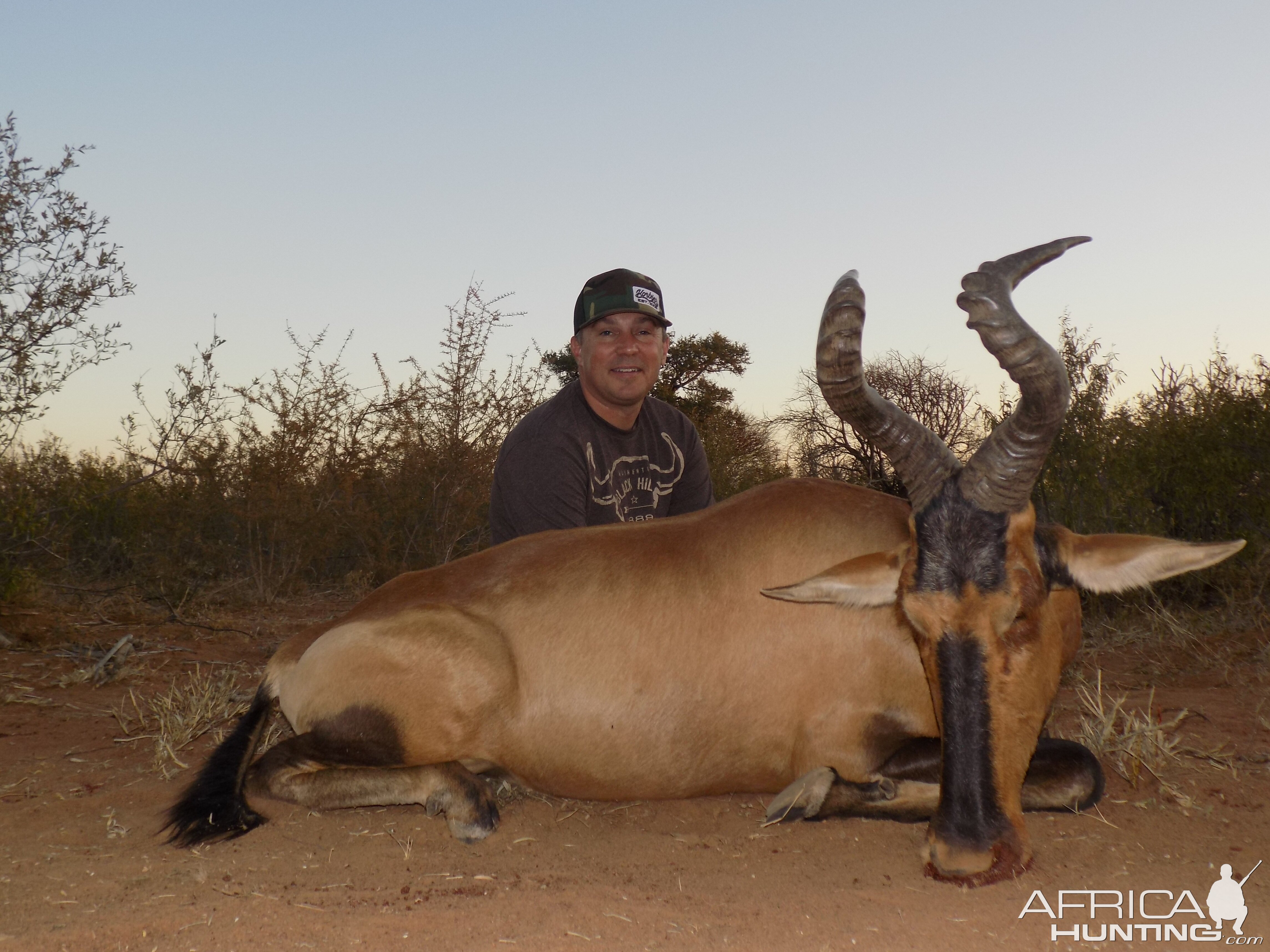 Limpopo Red Hartebeest