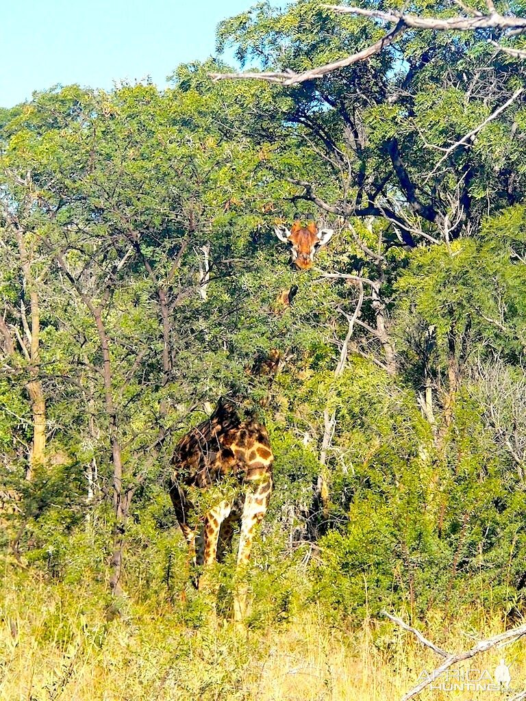 Limpopo South Africa Giraffe