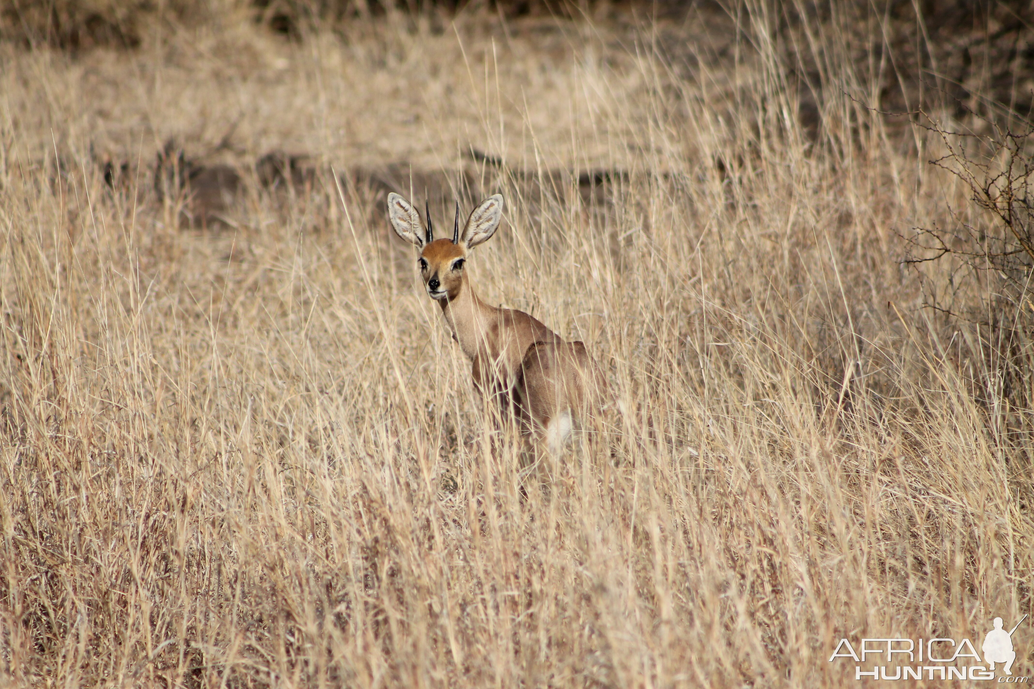 Limpopo Steenbok