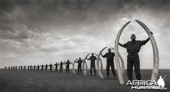 Line of Rangers with Tusks of Killed Elephants Amboseli 2011 by Nick Brandt