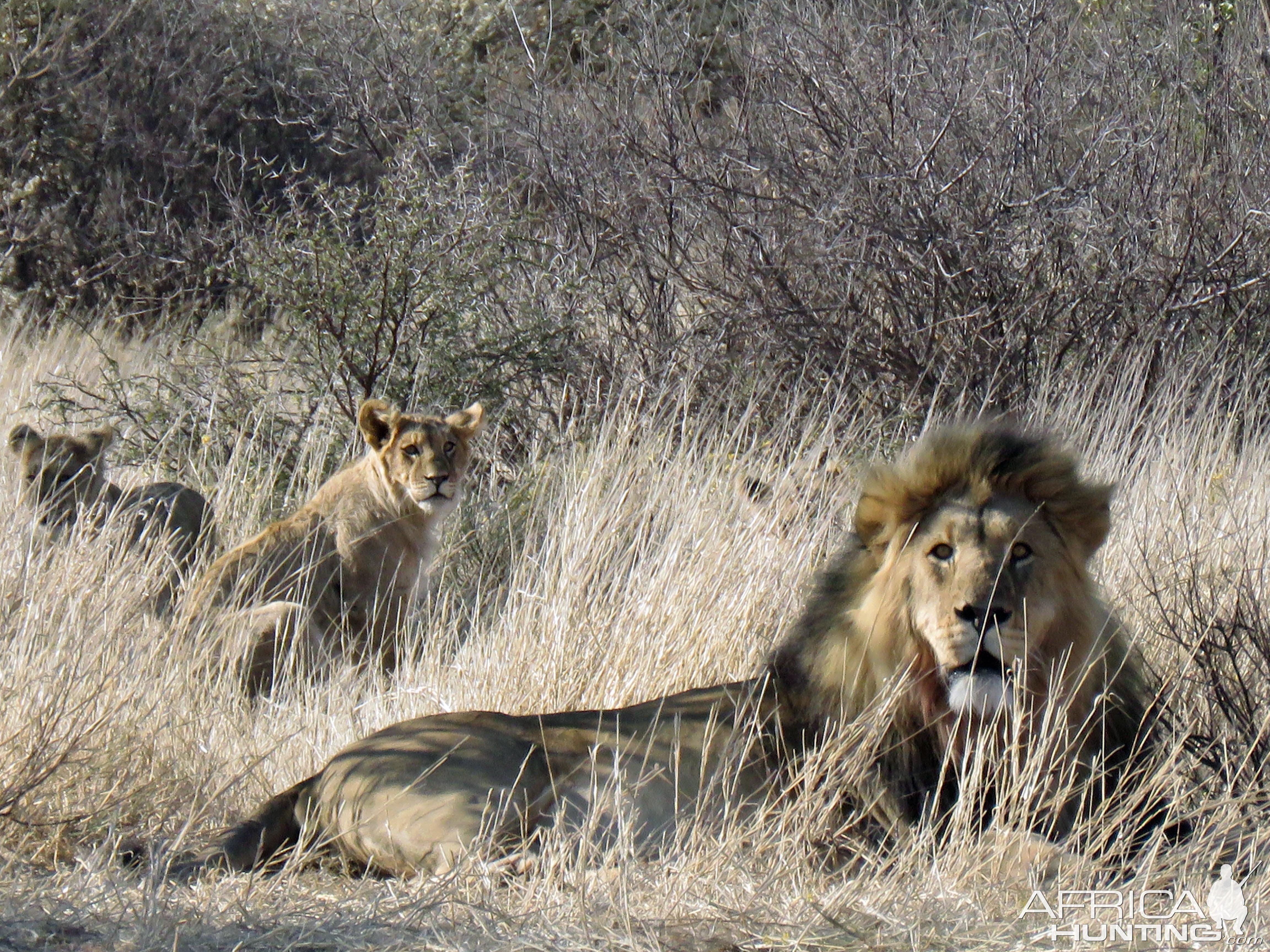 Lion and cubs