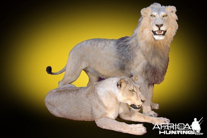 Lion and Lioness full mount taxidermy