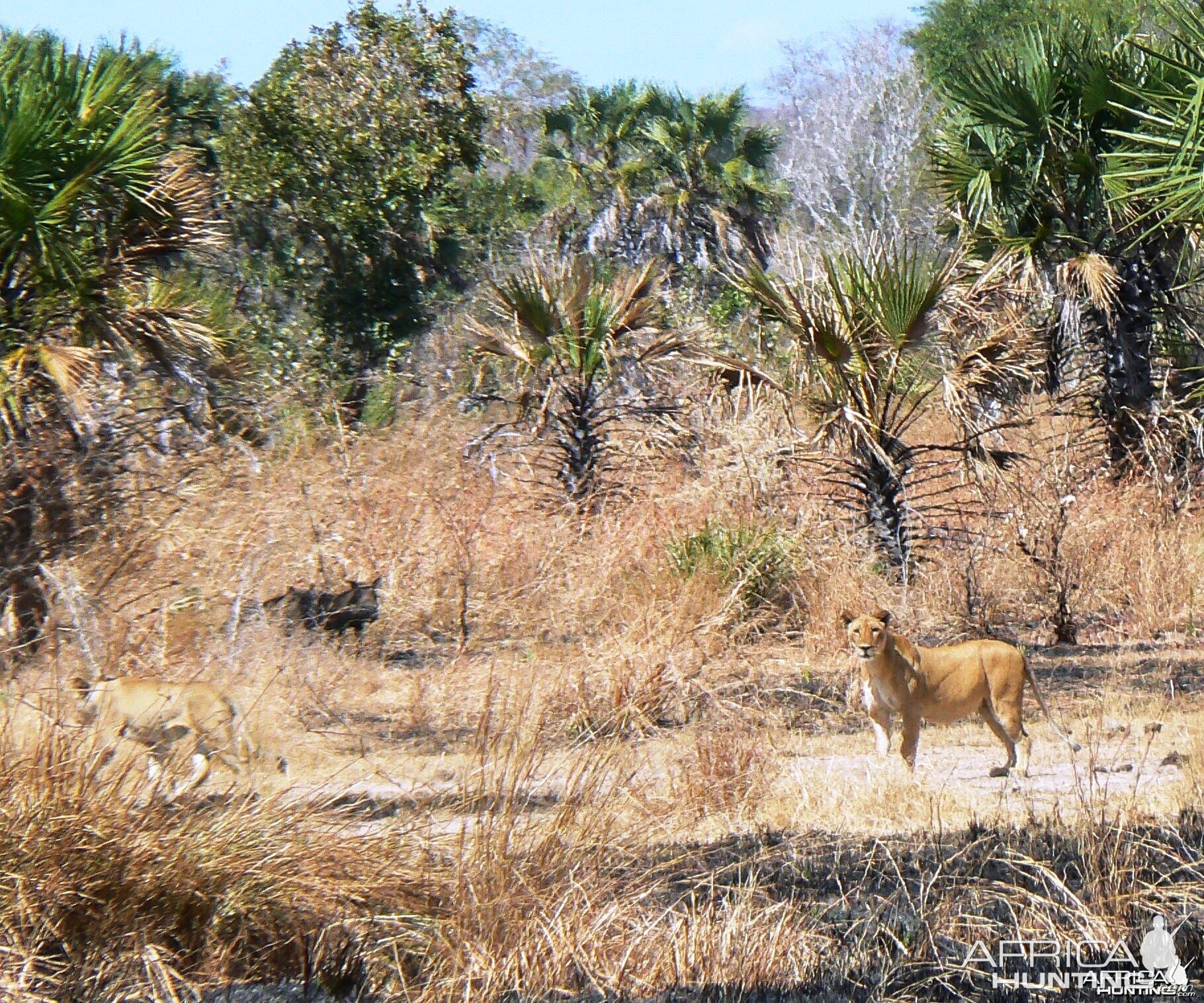 lion and warthog !!