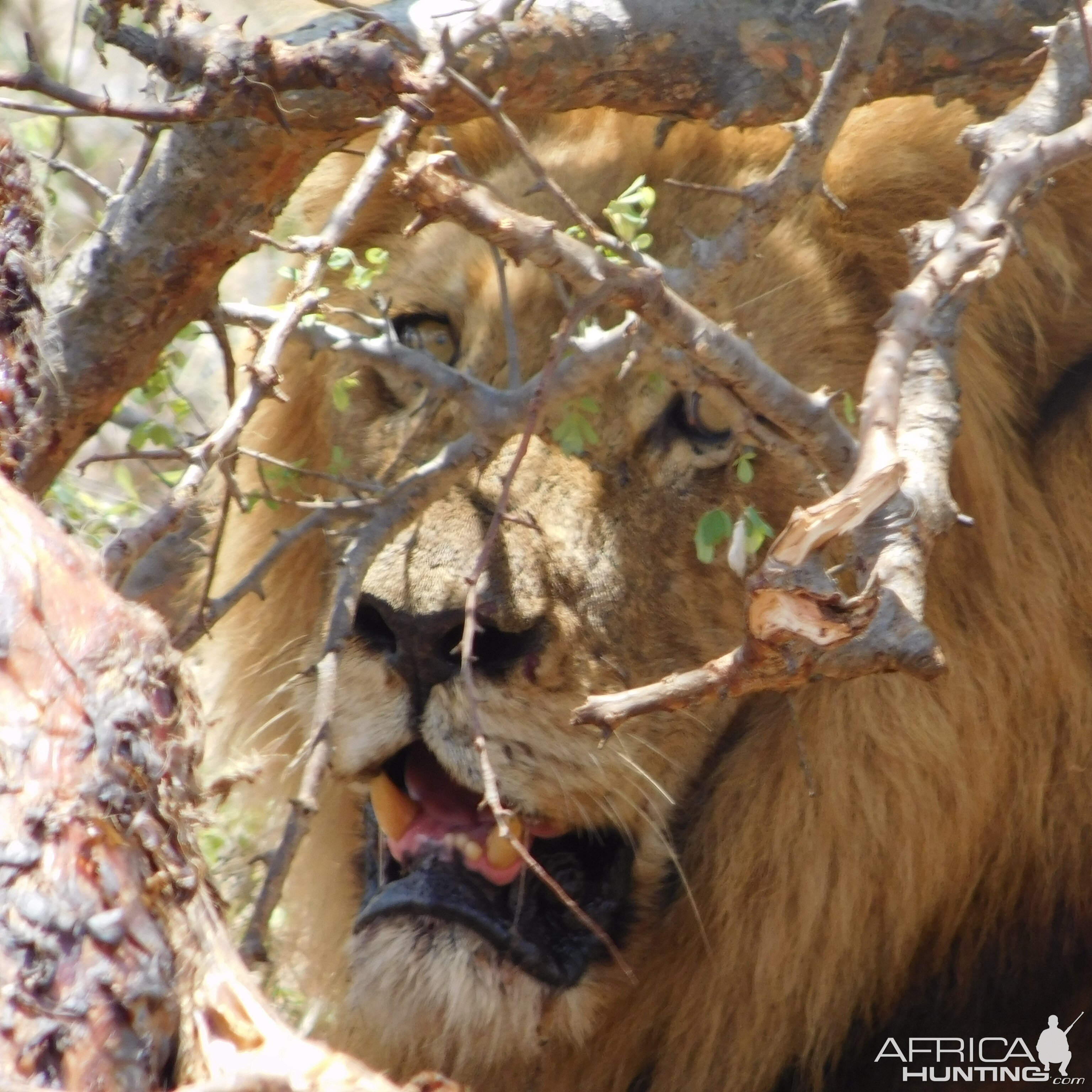 Lion at close range Mozambique