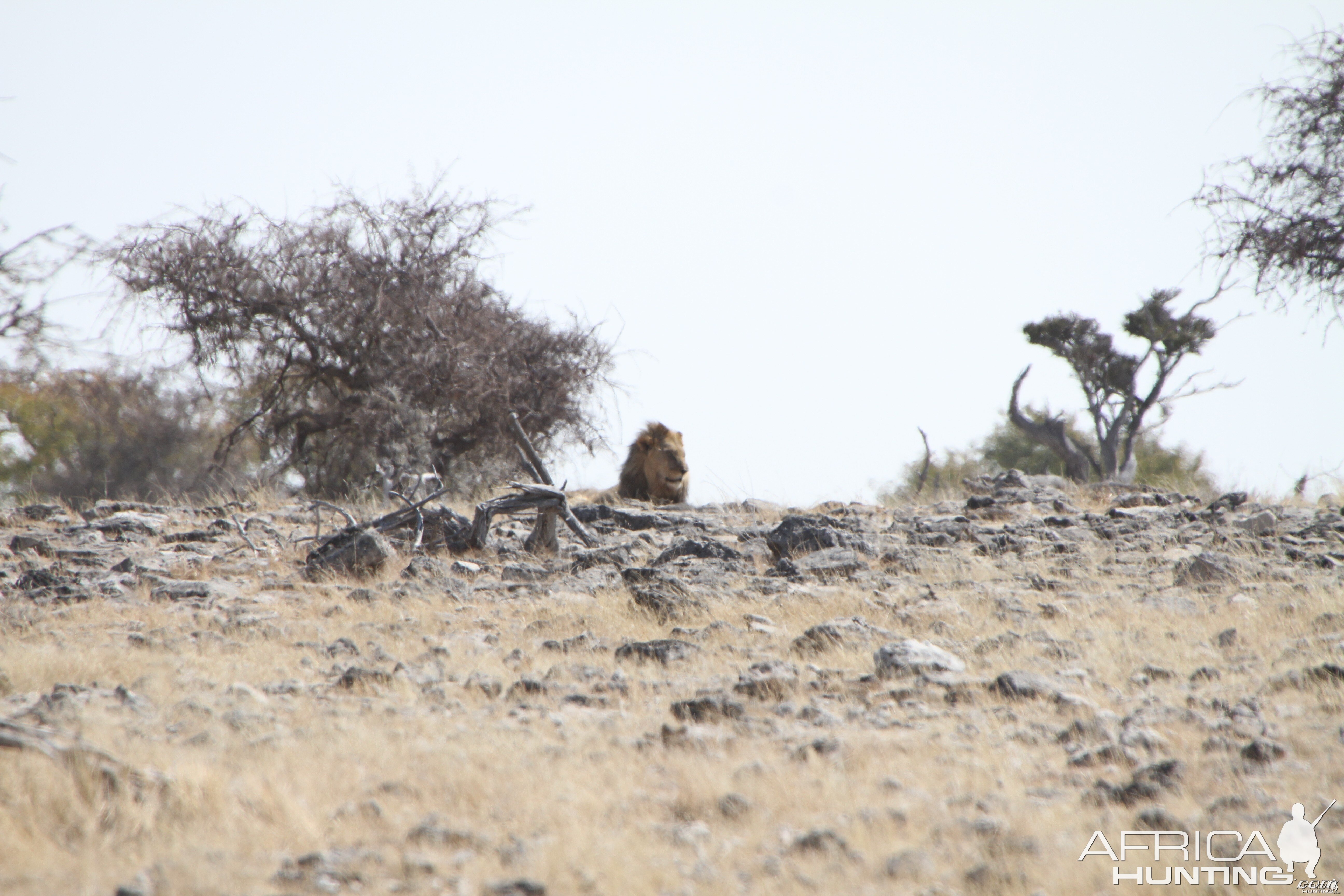 Lion at Elephant at Etosha National Park