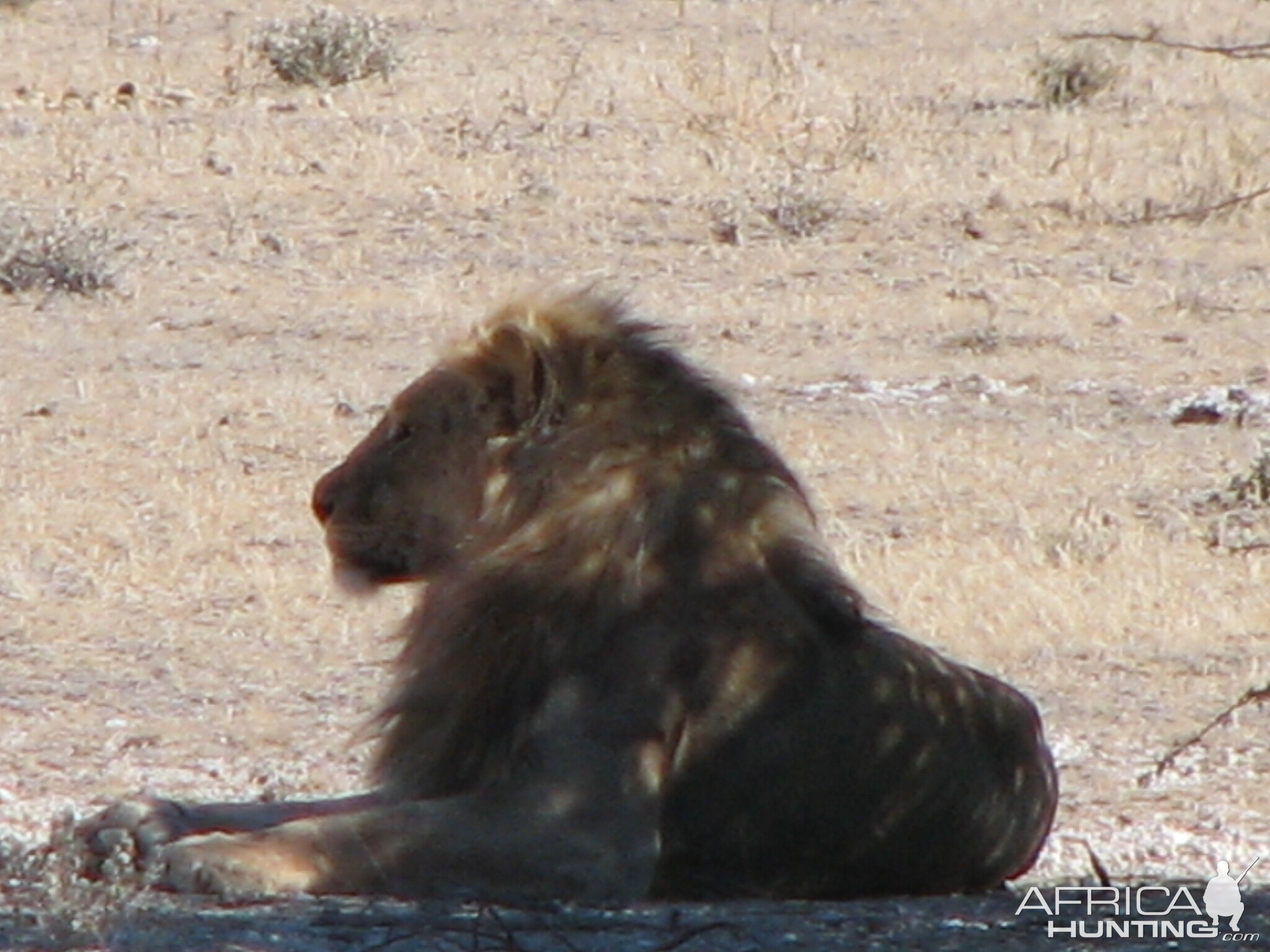 Lion at Etosha National Park, Namibia