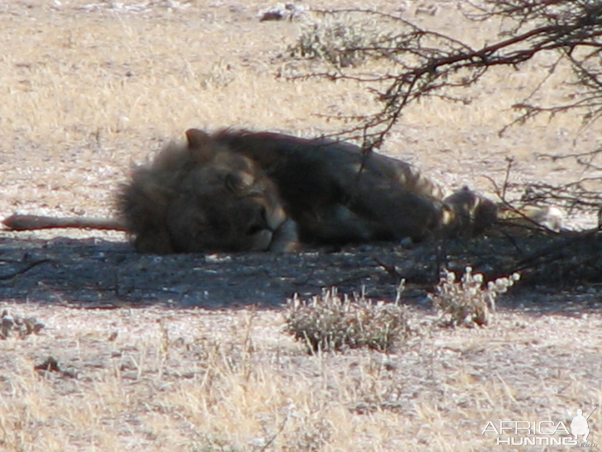 Lion at Etosha National Park, Namibia