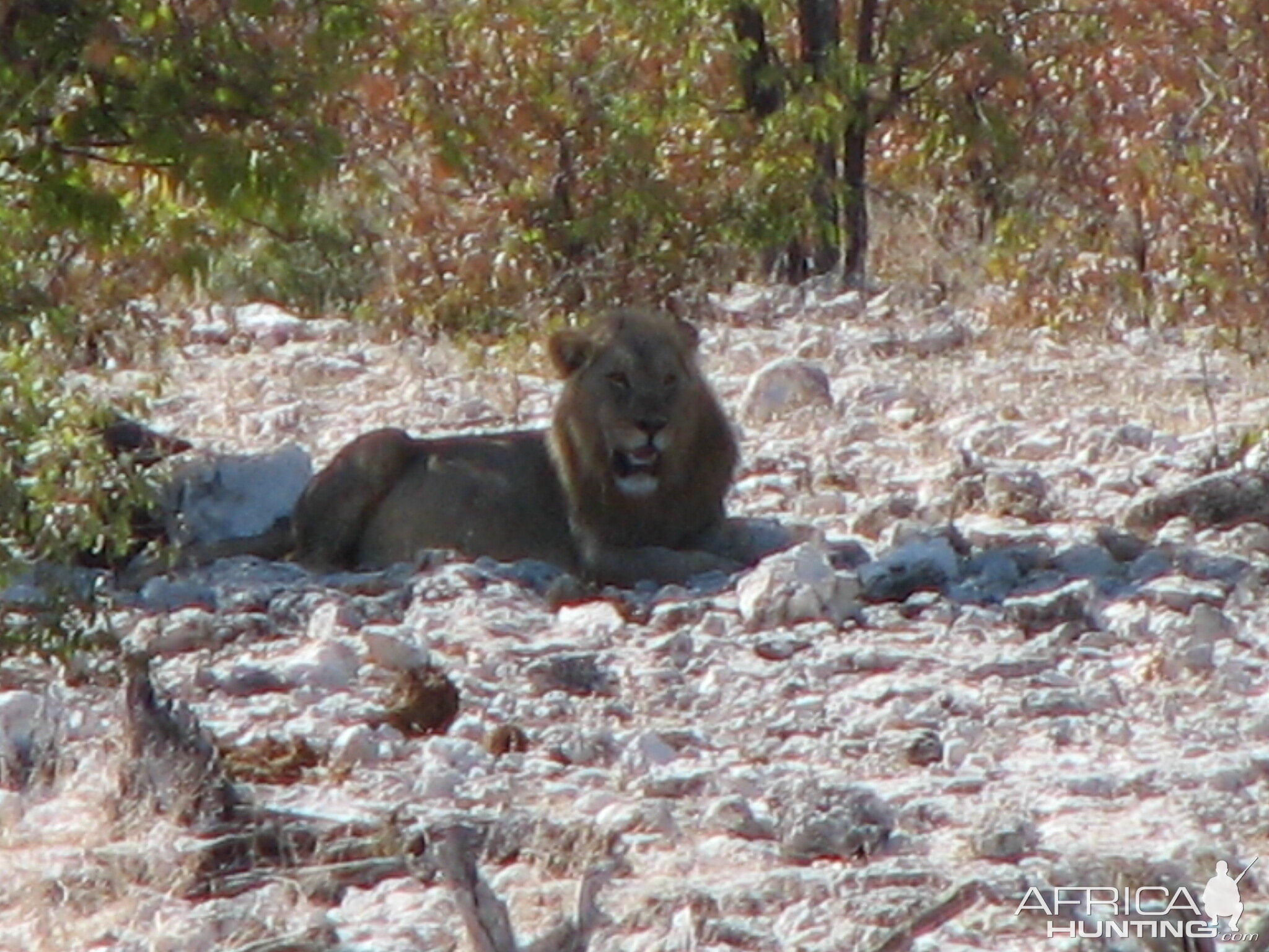 Lion at Etosha National Park, Namibia