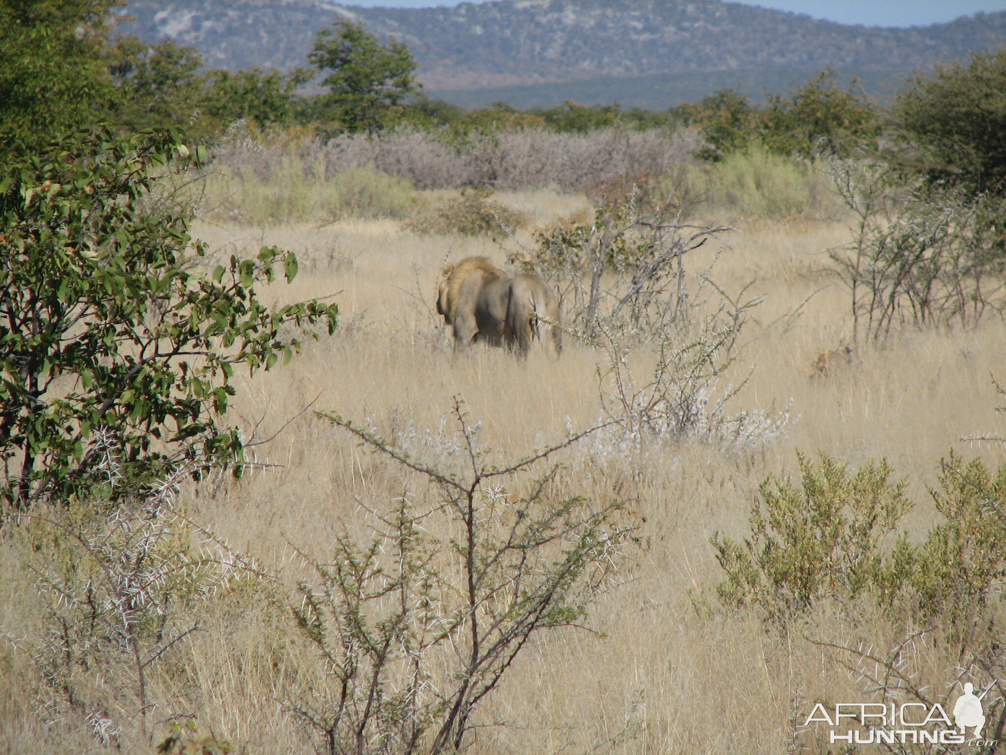 Lion at Etosha National Park, Namibia