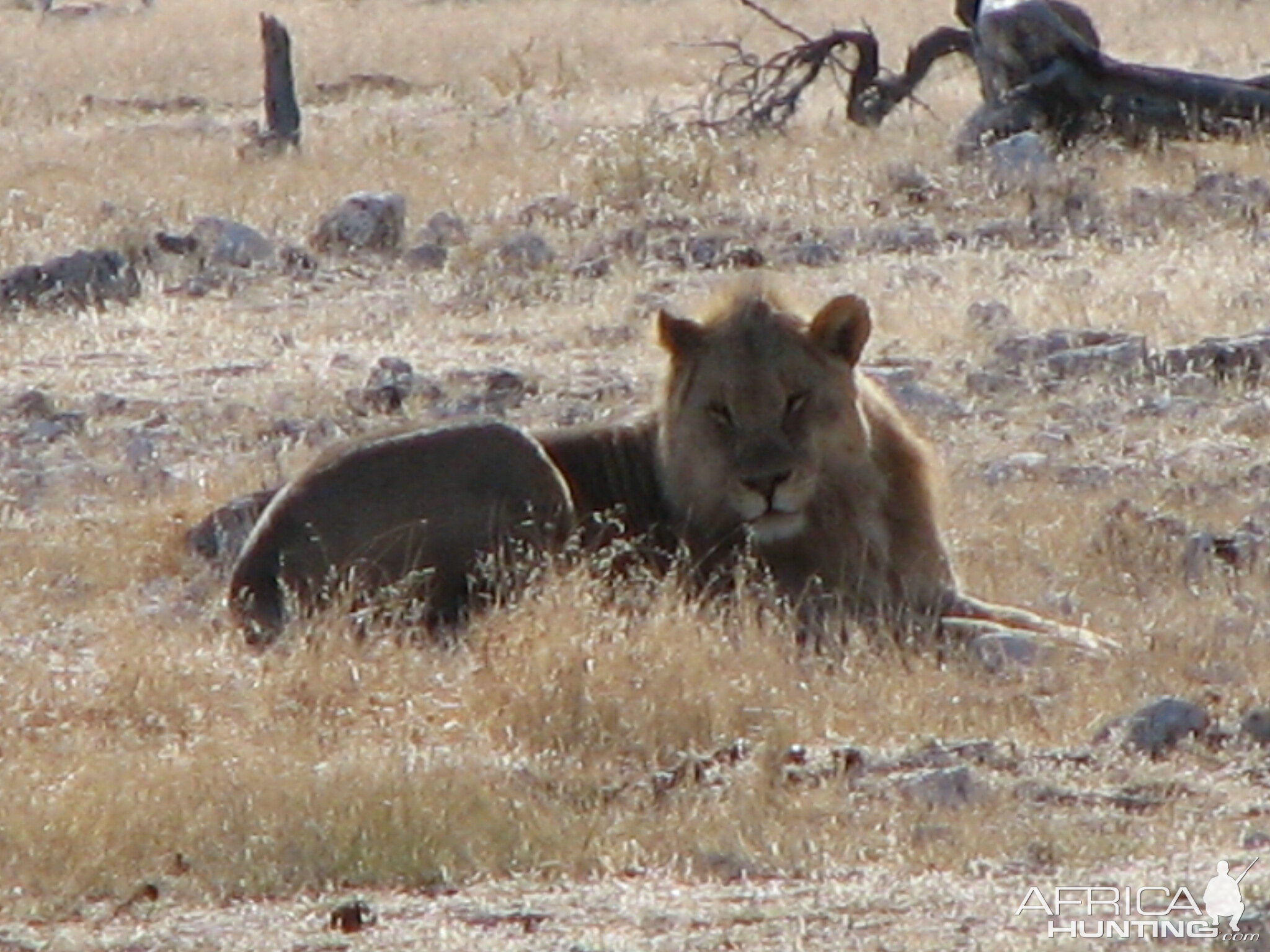 Lion at Etosha National Park, Namibia