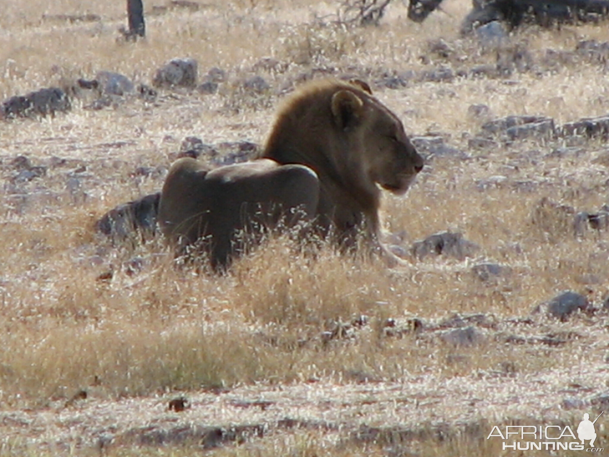 Lion at Etosha National Park, Namibia