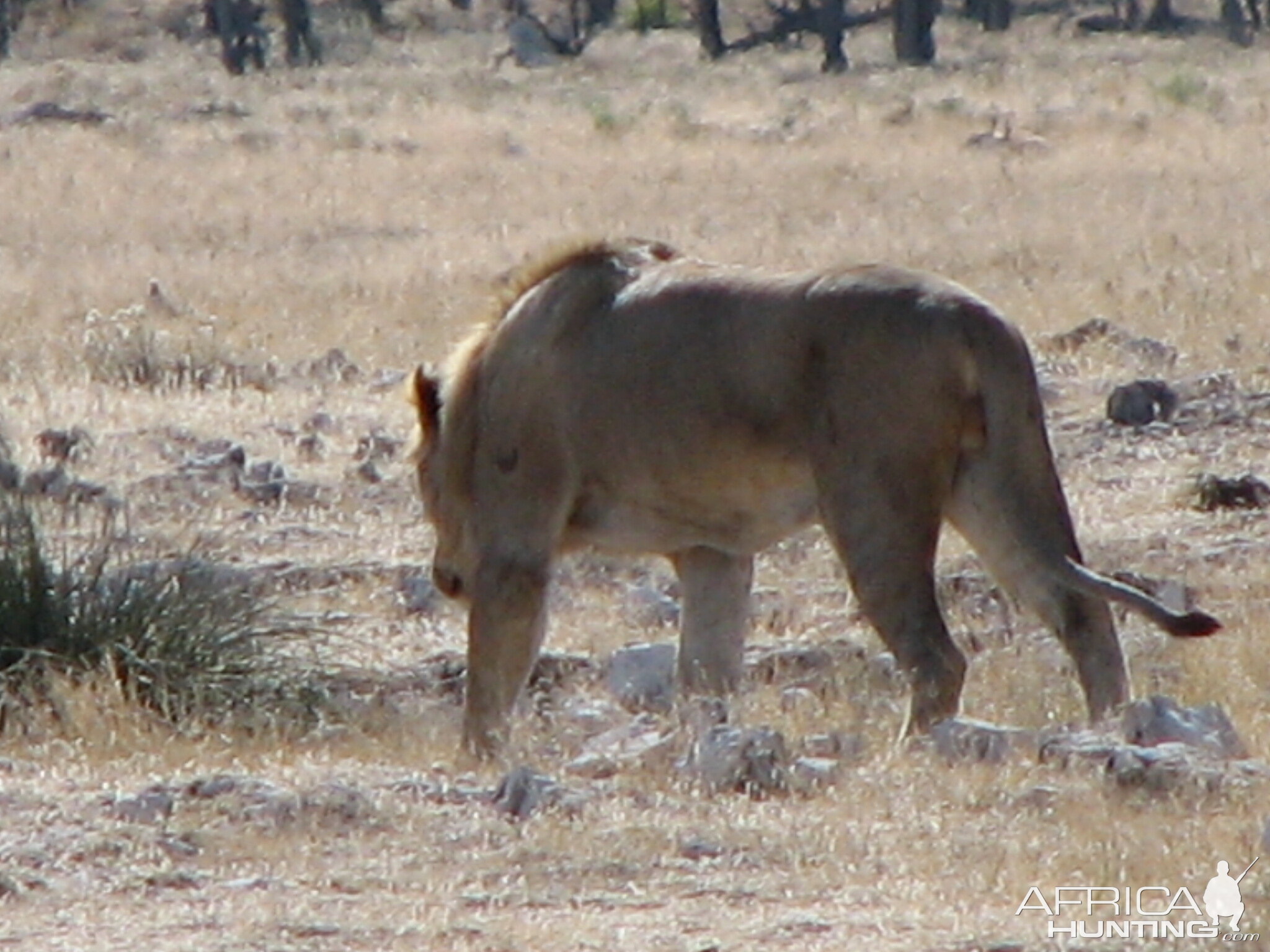 Lion at Etosha National Park, Namibia