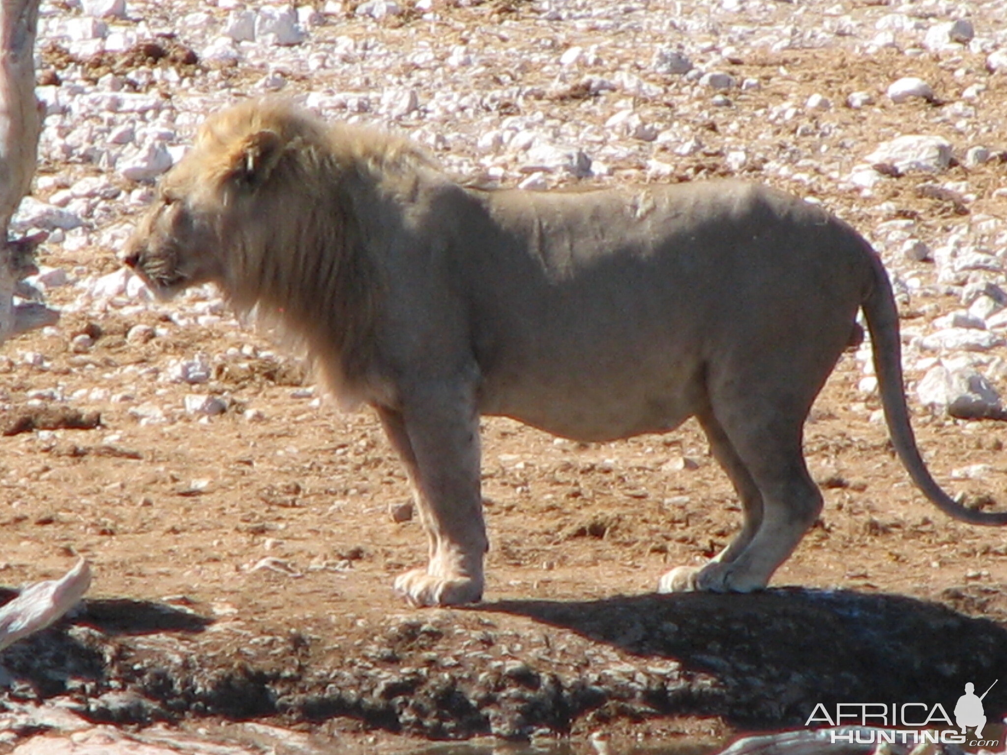 Lion at Etosha National Park, Namibia