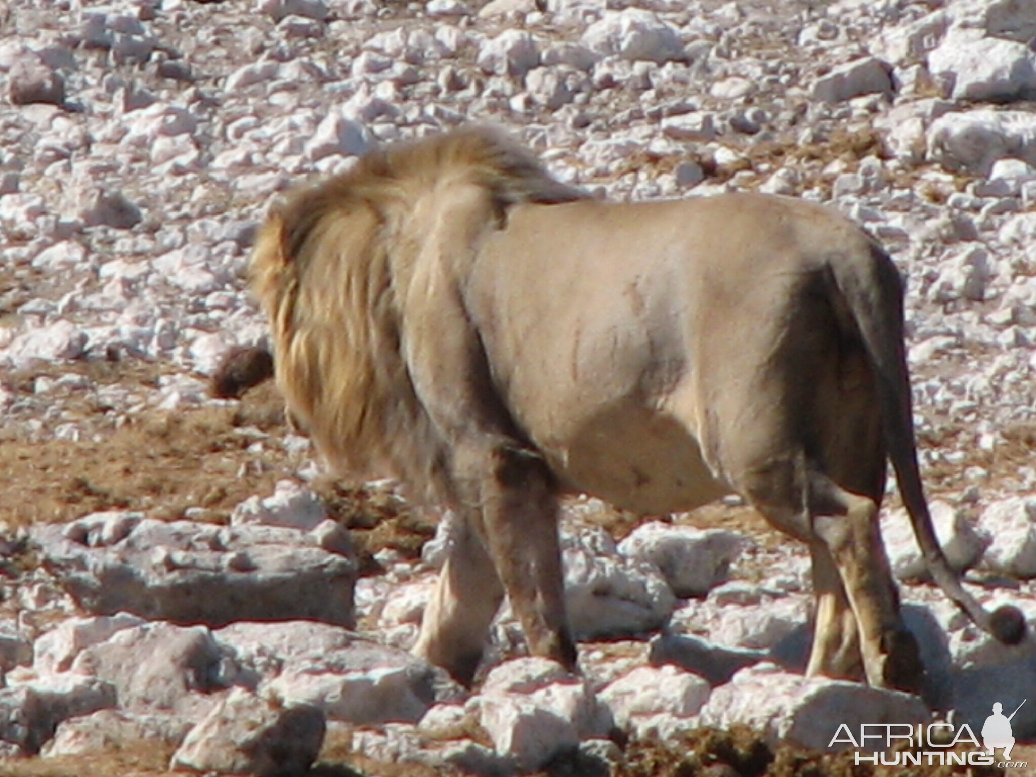 Lion at Etosha National Park, Namibia