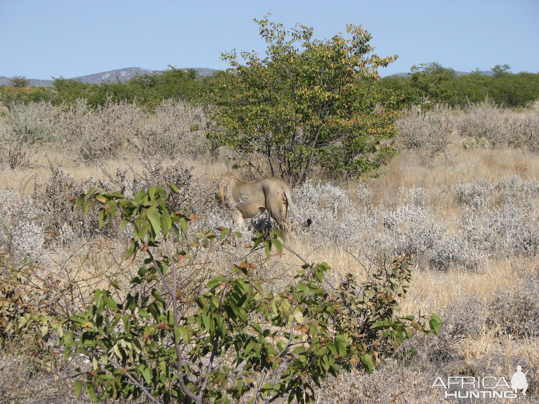 Lion at Etosha National Park, Namibia