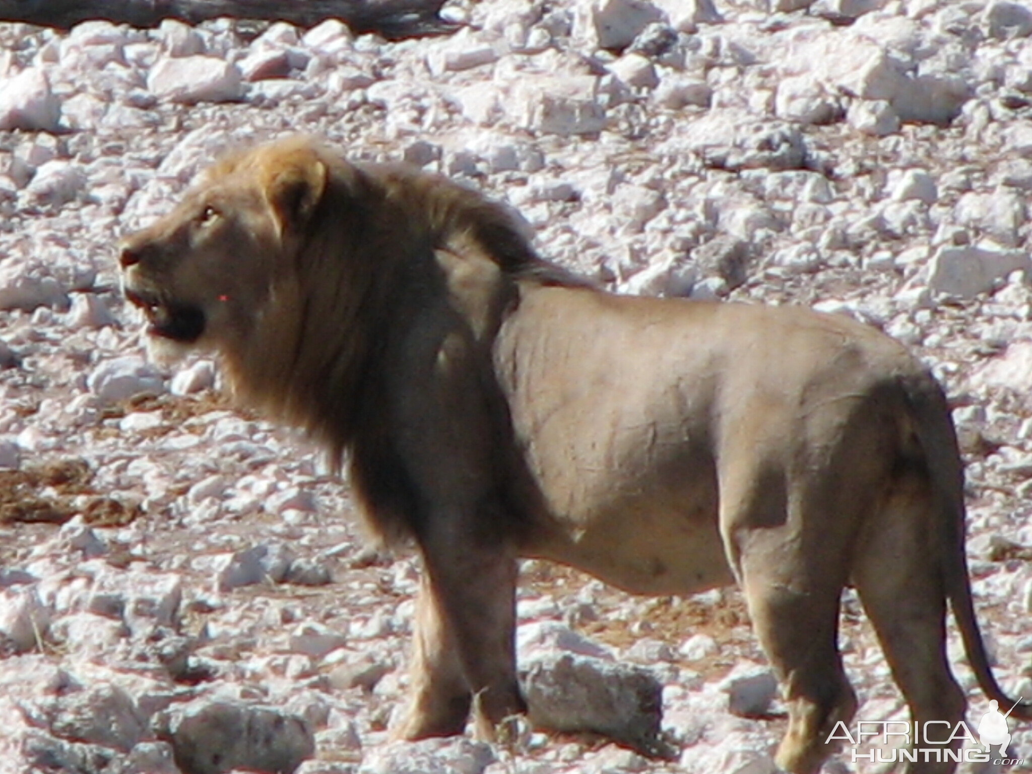 Lion at Etosha National Park, Namibia