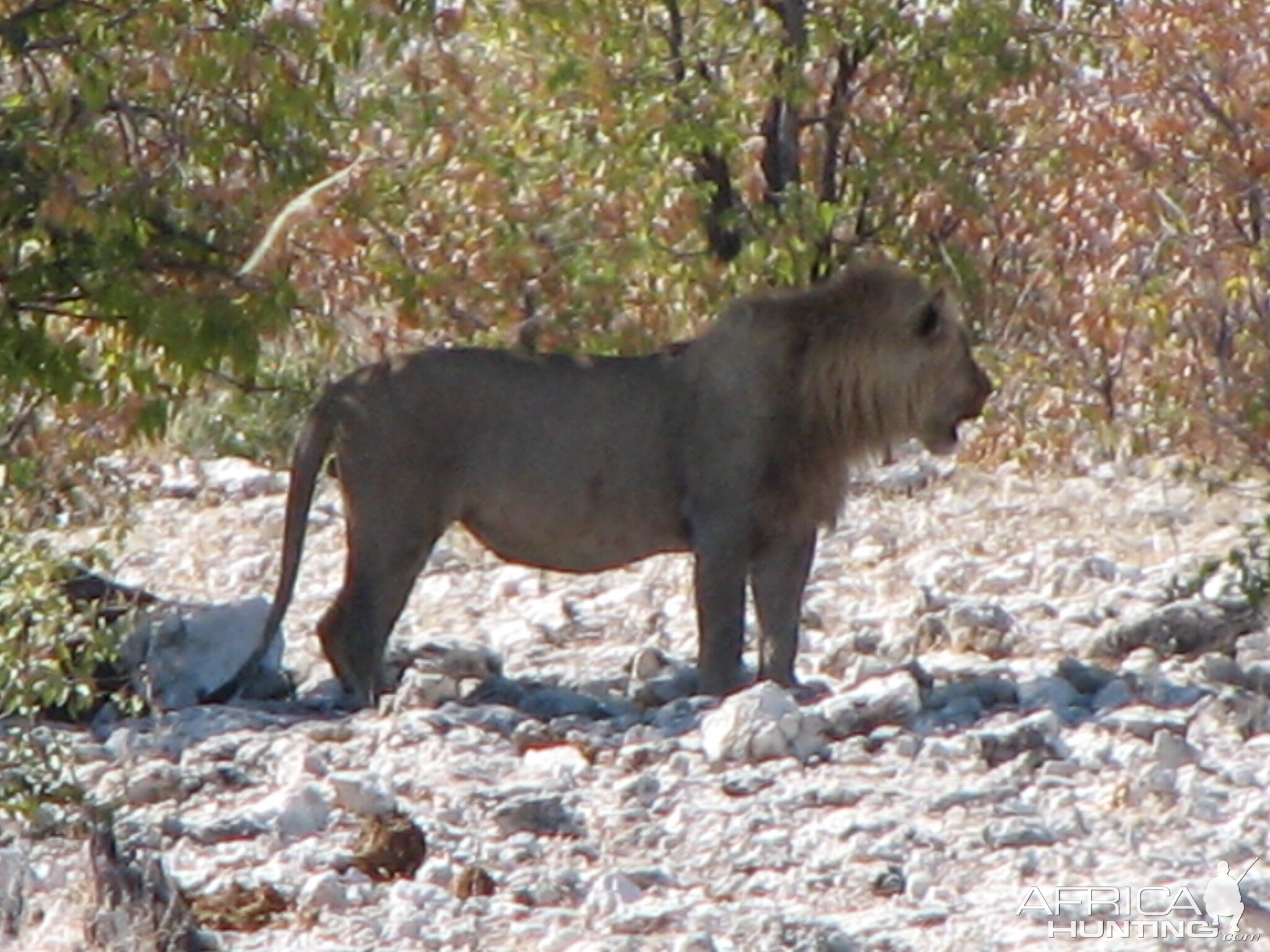 Lion at Etosha National Park, Namibia