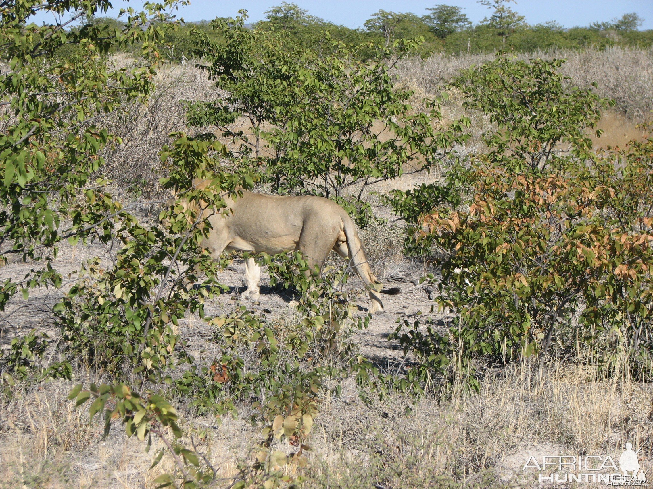 Lion at Etosha National Park, Namibia