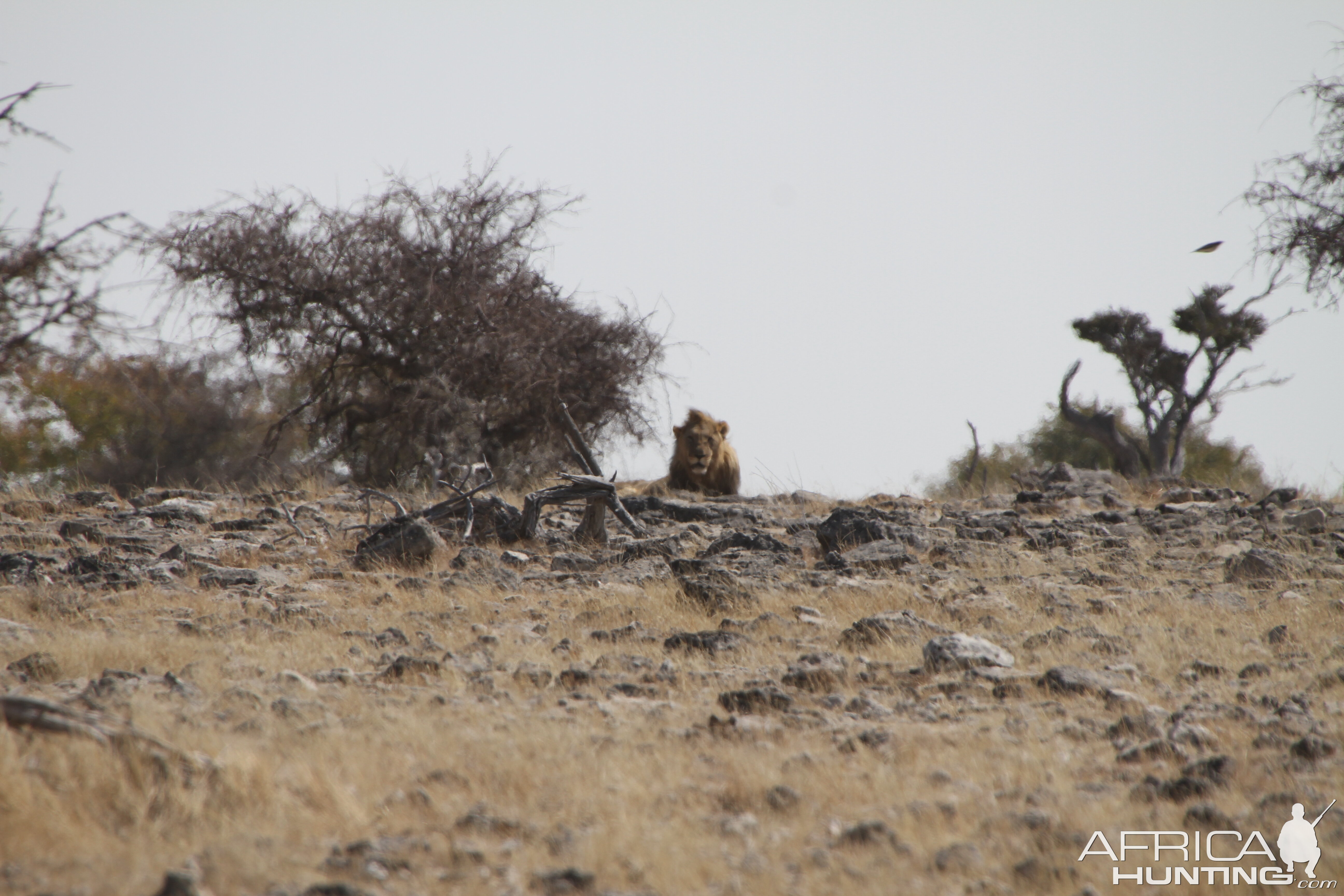 Lion at Etosha National Park