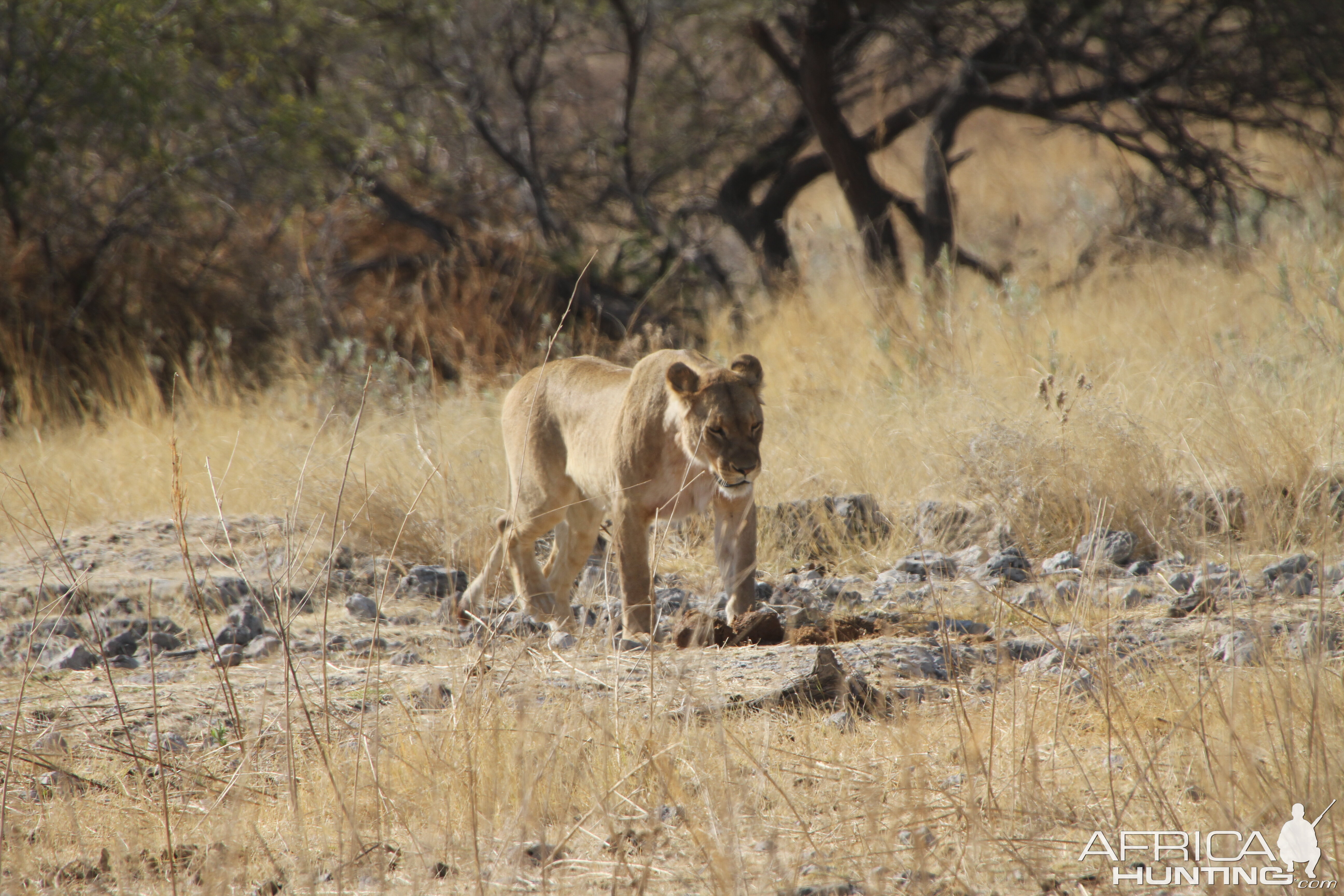 Lion at Etosha National Park