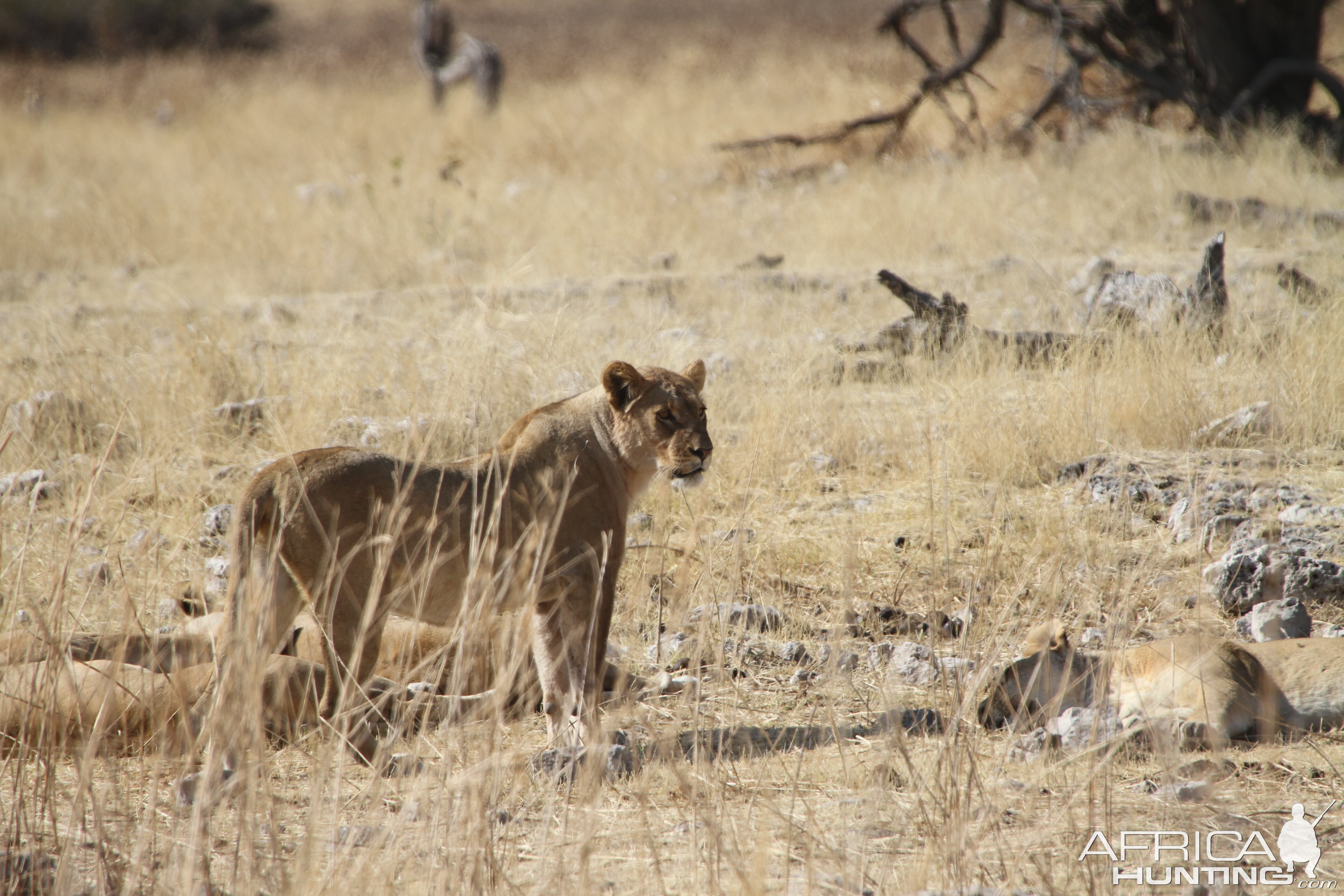 Lion at Etosha National Park