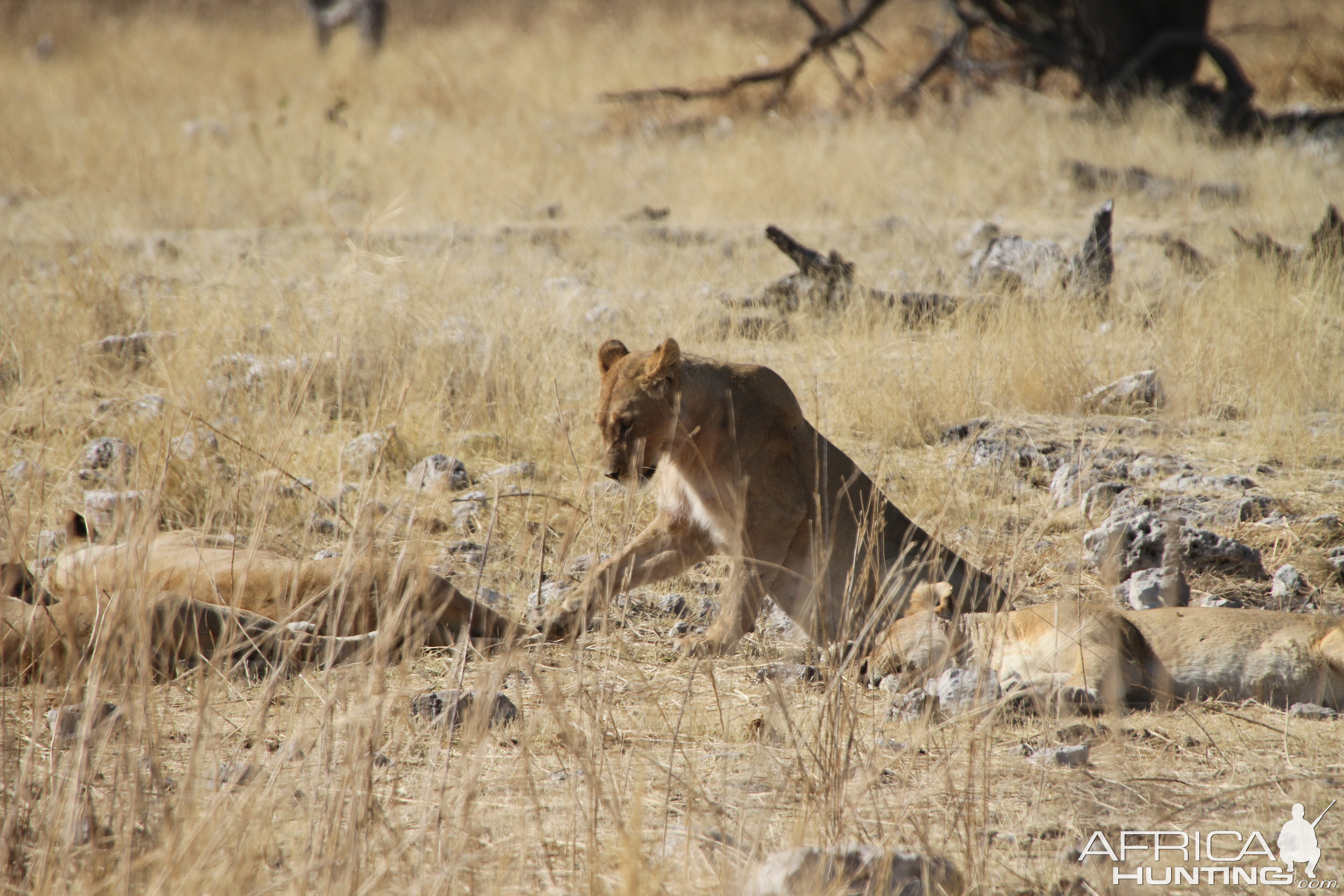 Lion at Etosha National Park