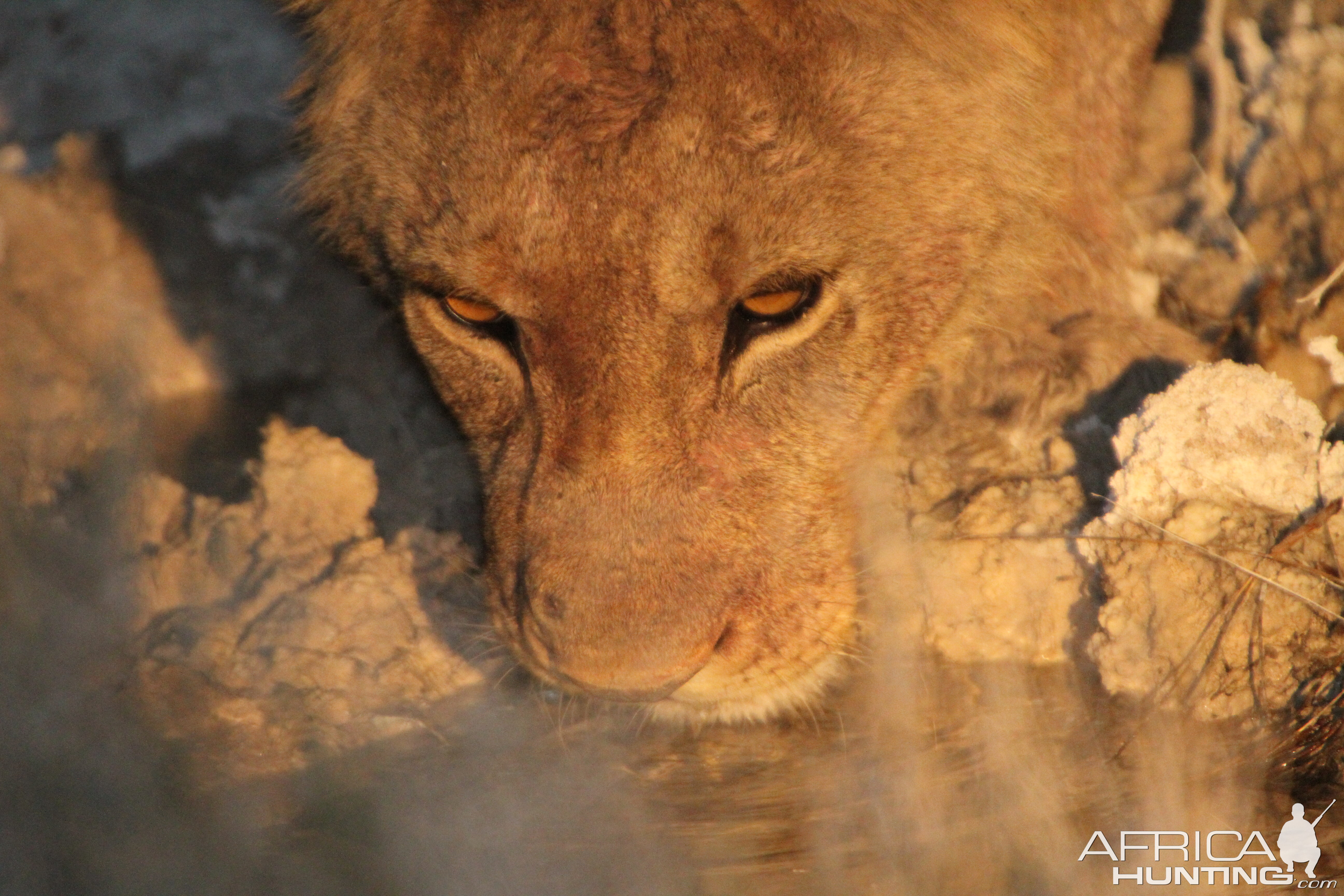 Lion at Etosha National Park