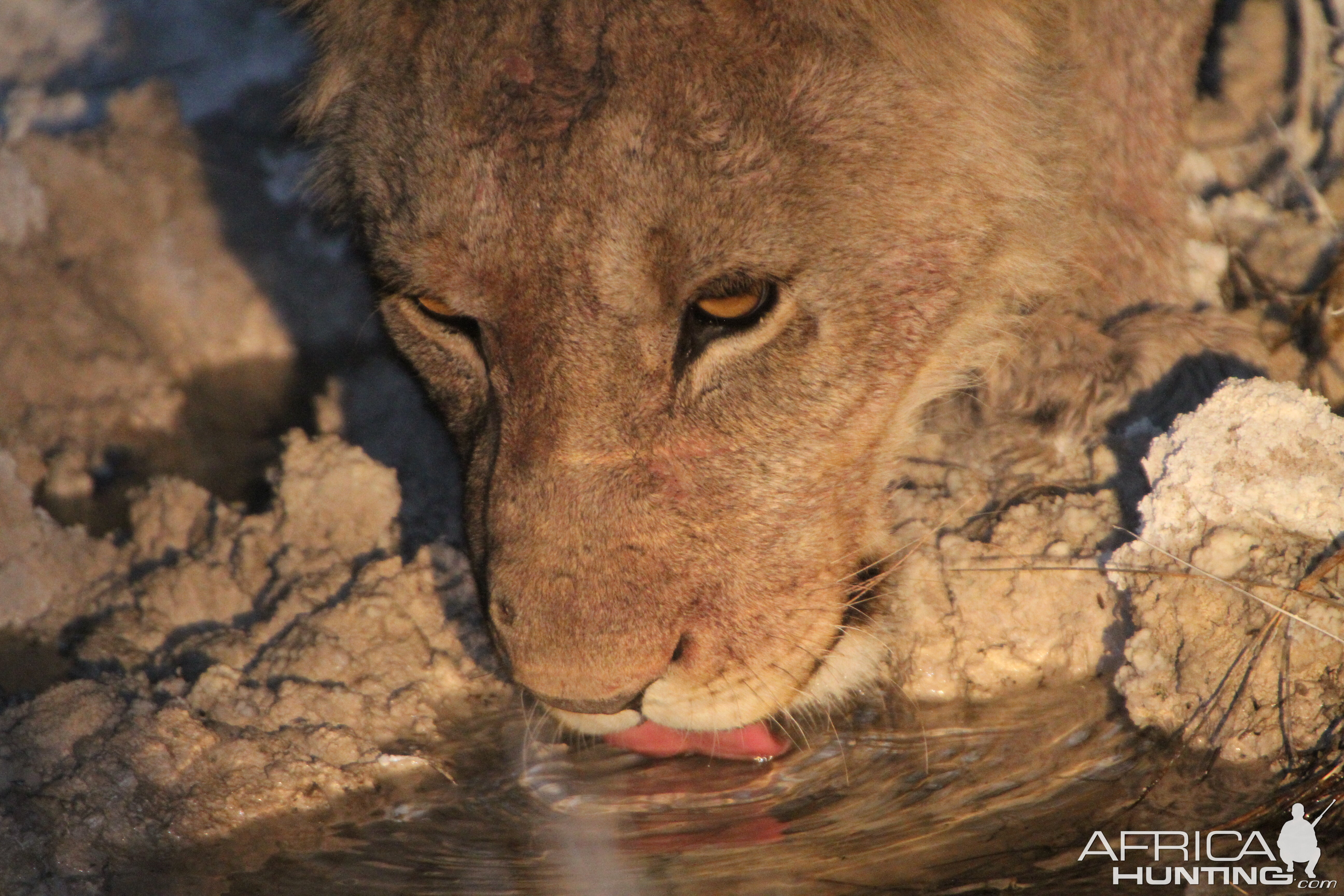 Lion at Etosha National Park