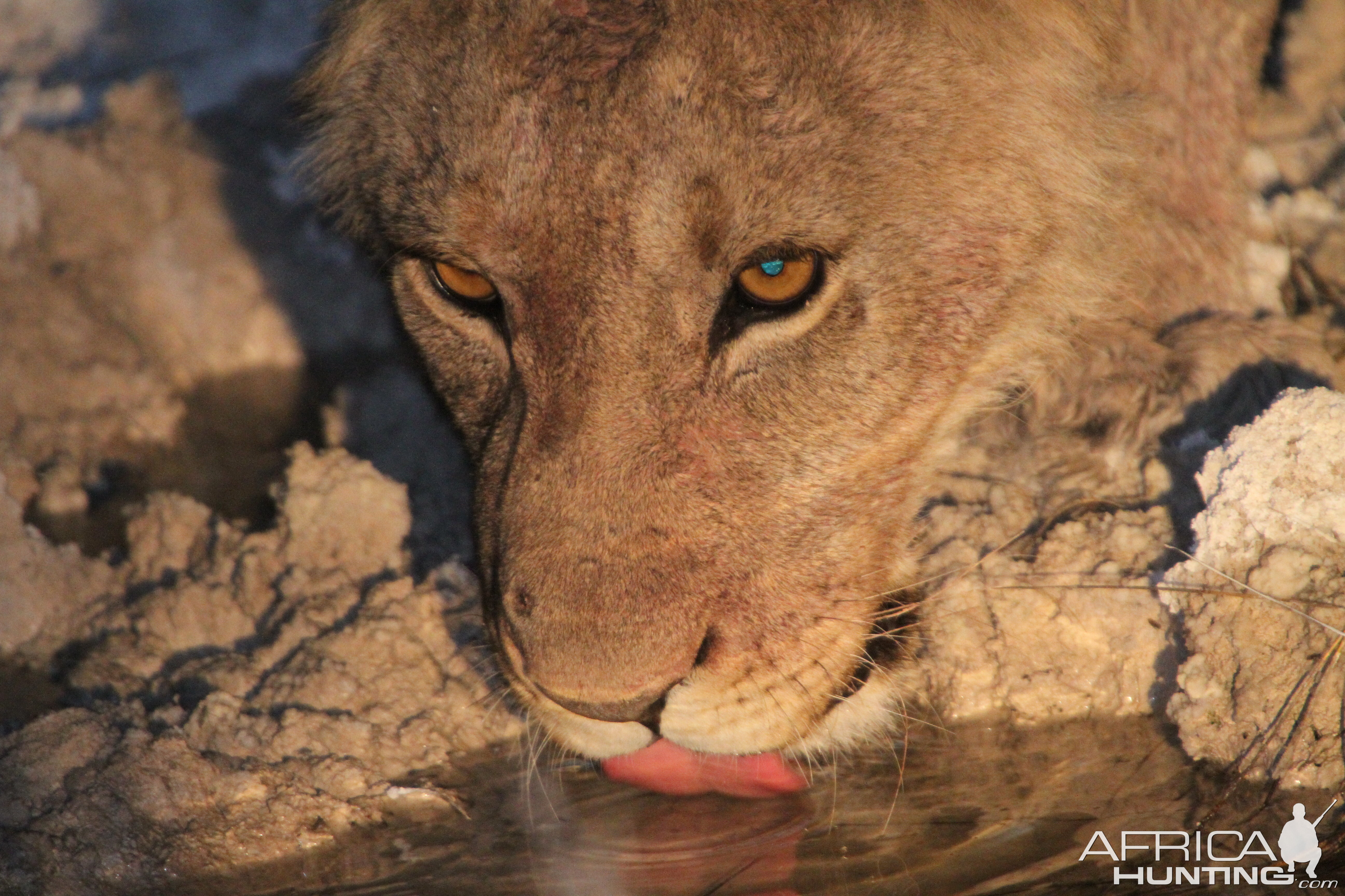 Lion at Etosha National Park