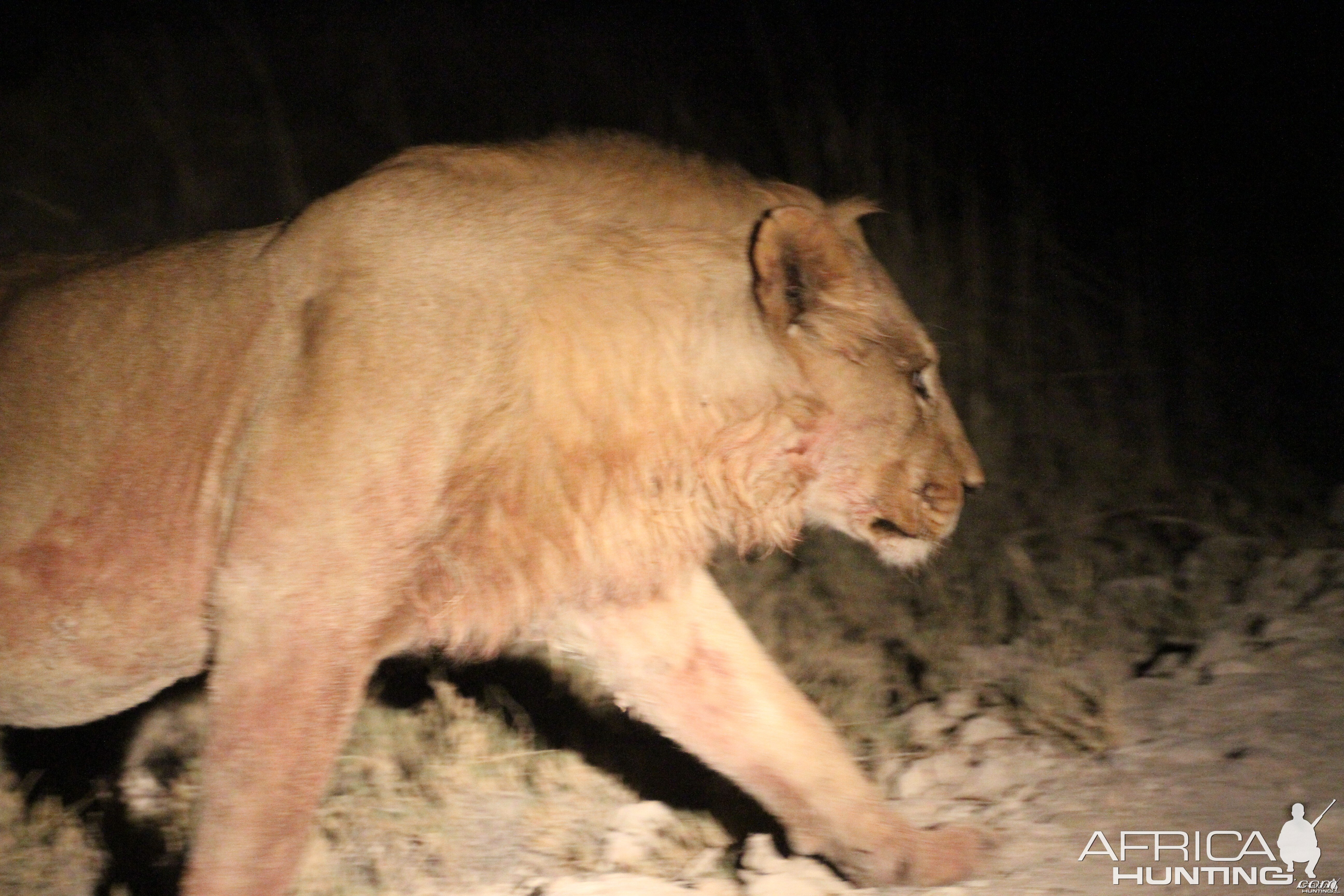 Lion at Etosha National Park