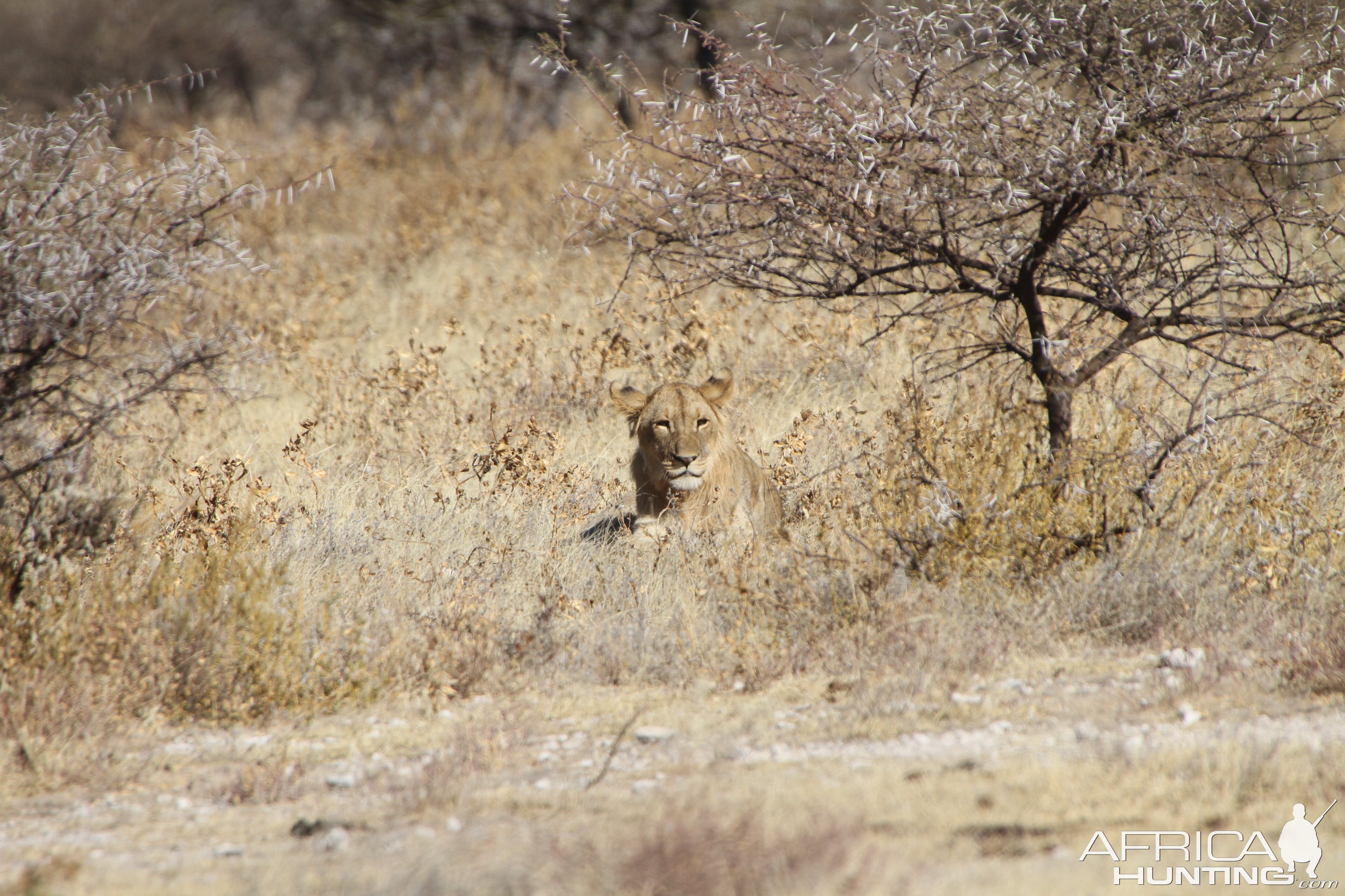 Lion at Etosha National Park