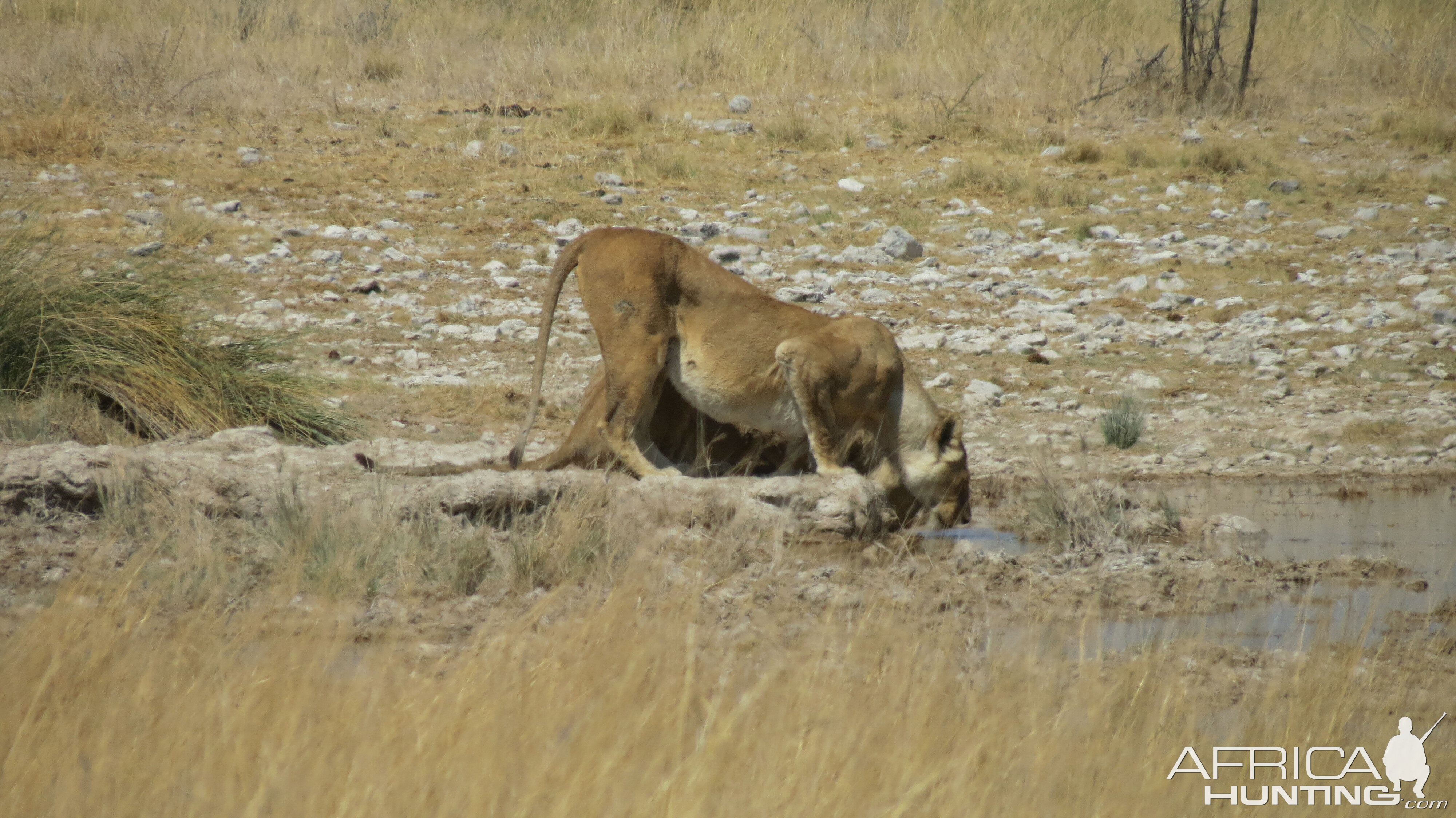 Lion at Etosha National Park