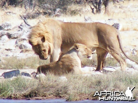 Lion at Etosha