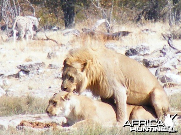 Lion at Etosha