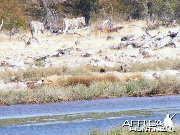 Lion at Etosha