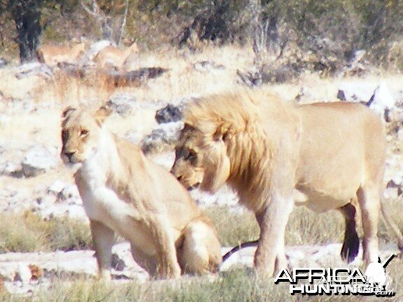 Lion at Etosha